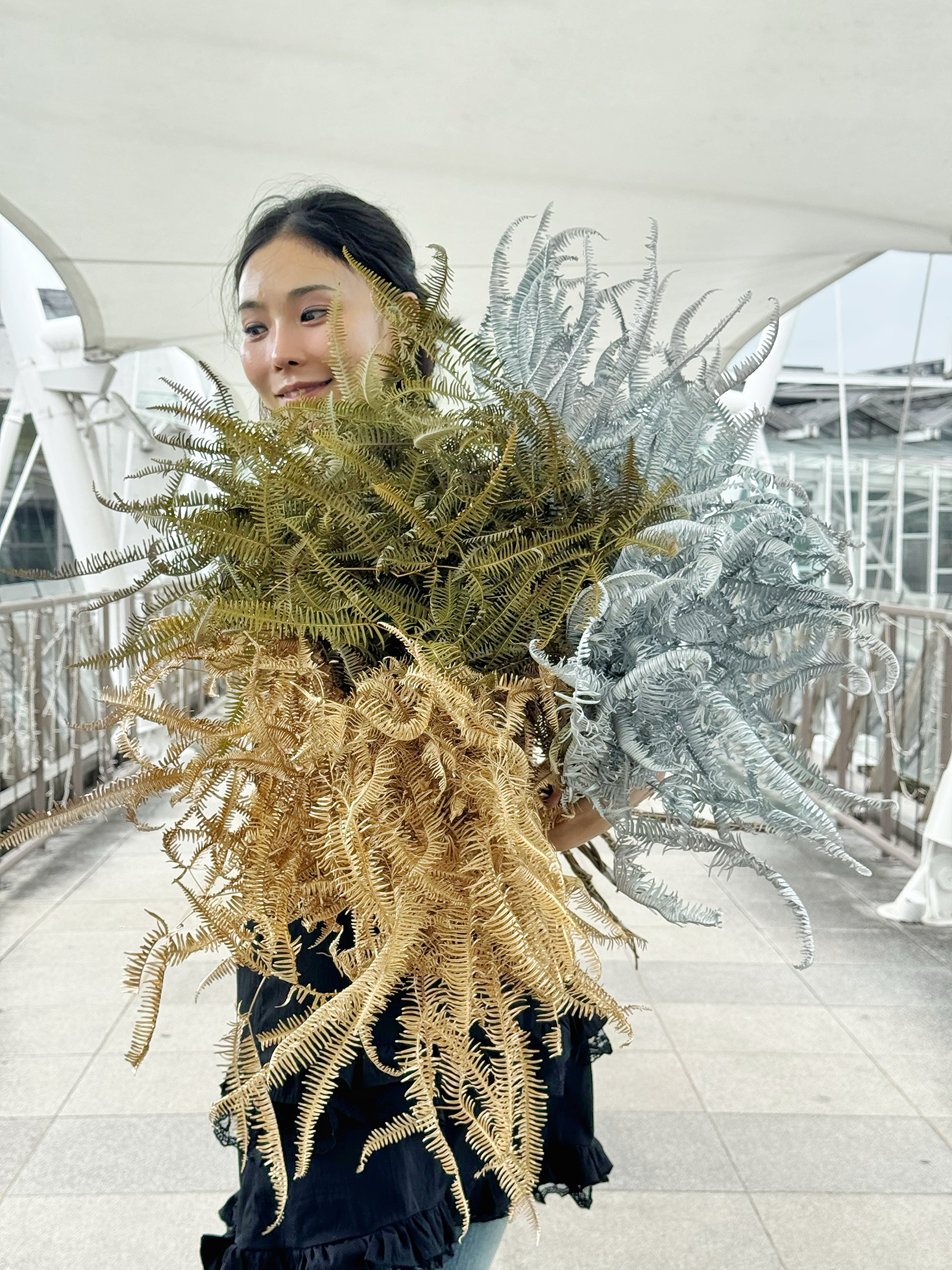 乾燥芒萁葉