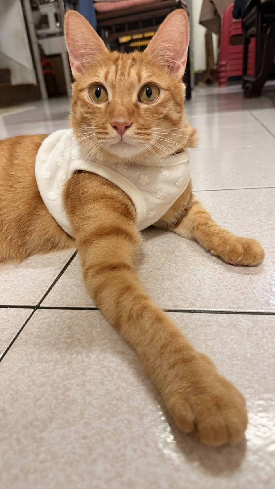 【ℕ𝔼𝕎】蕾絲涼感漂亮背心