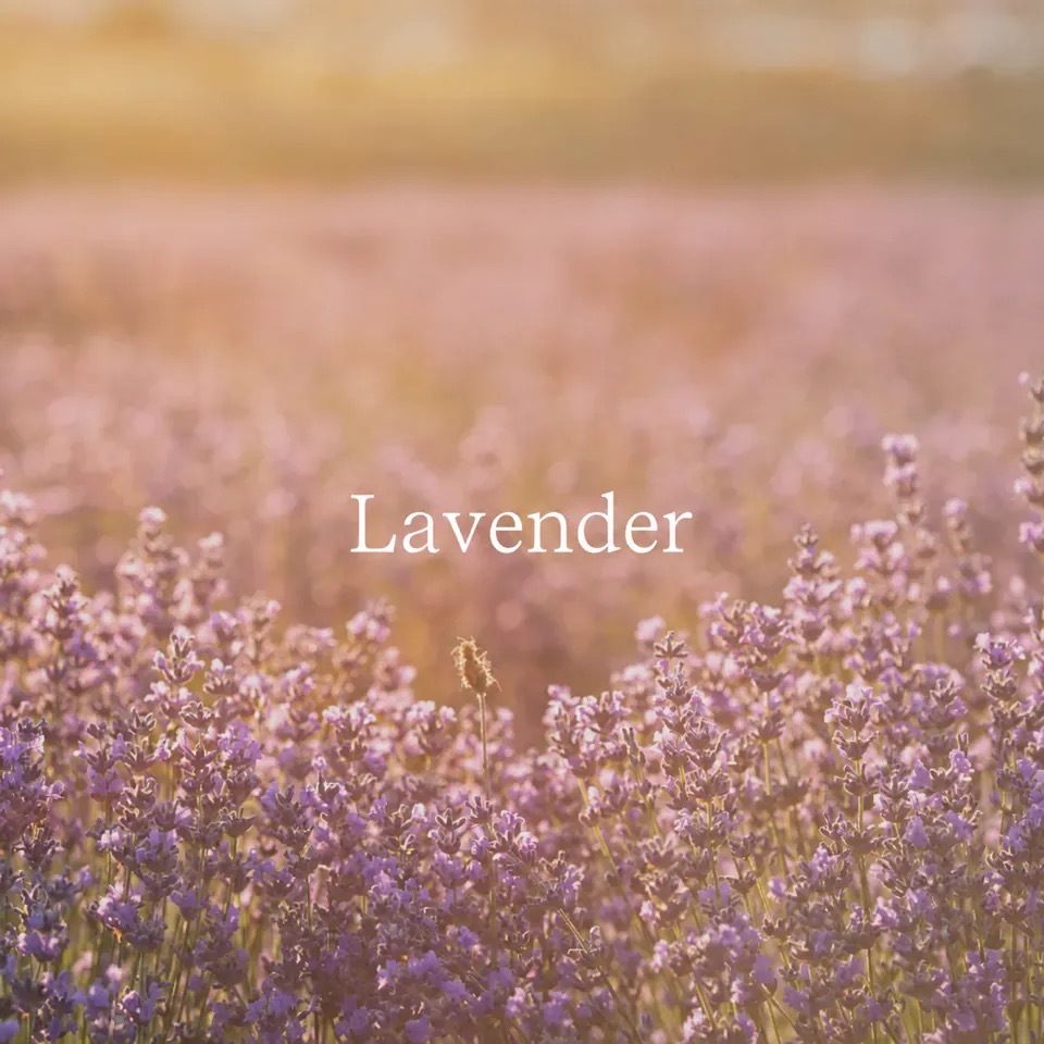 Lavender — Linen Wind