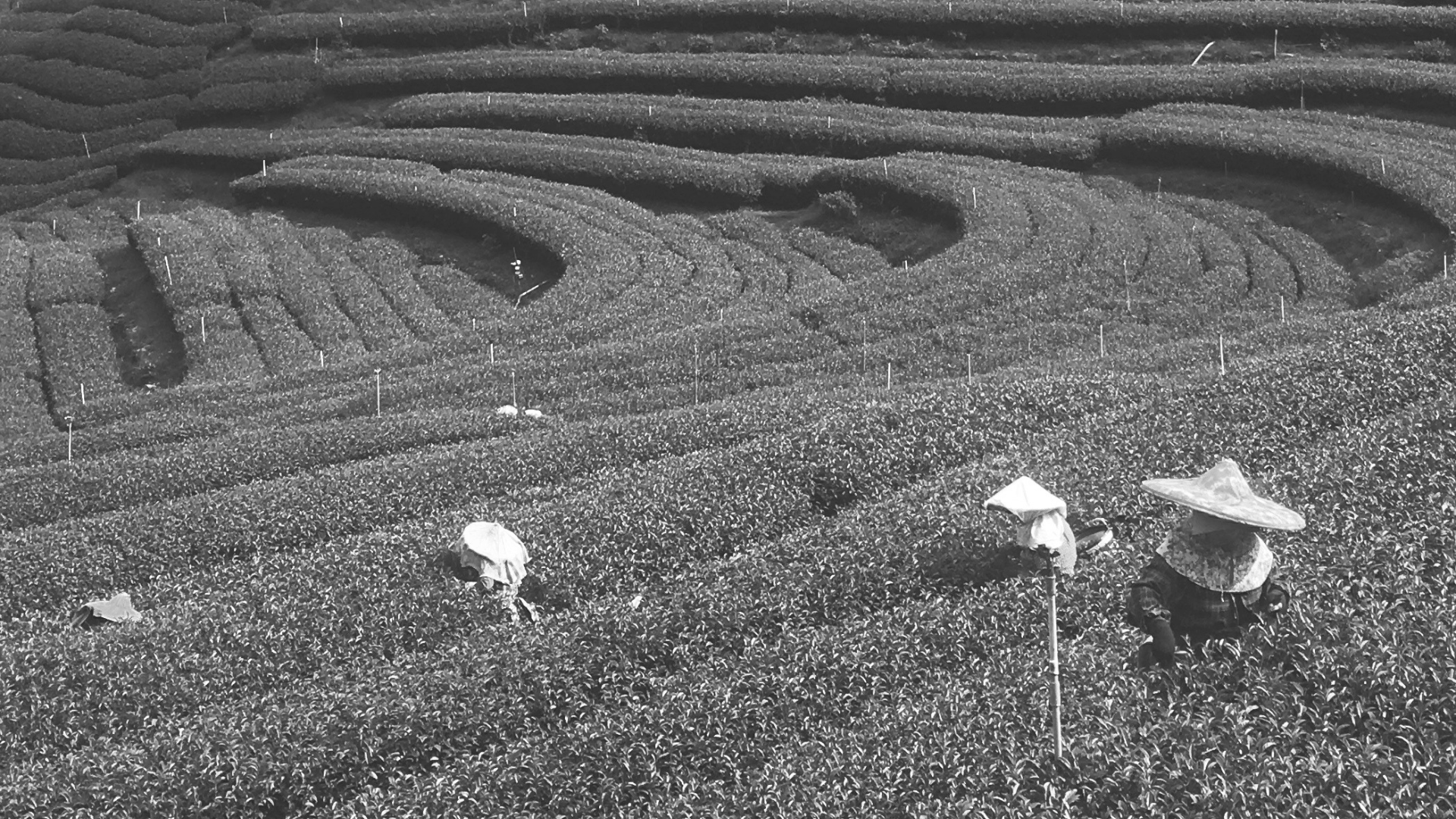 長輩送禮,茶葉,台灣茶,茶葉禮盒,阿里山,文山包種,東方美人,送禮,烏龍茶,高山茶,茶園