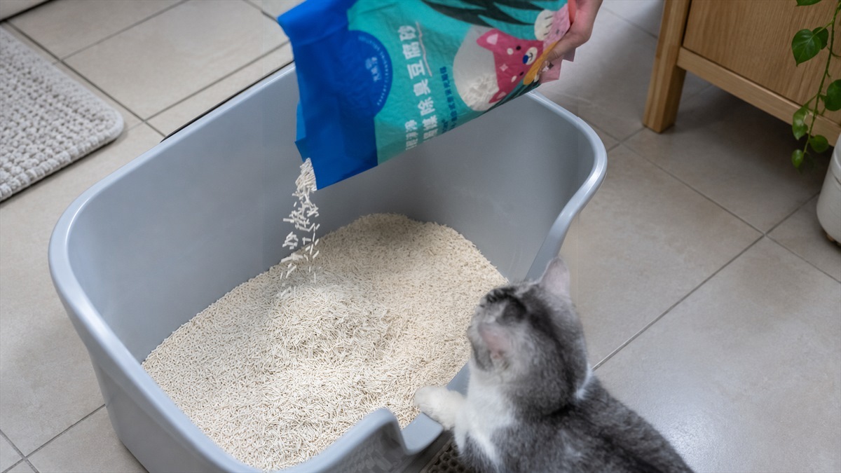 飼主將豆腐貓砂倒入貓砂盆，貓咪在旁觀看