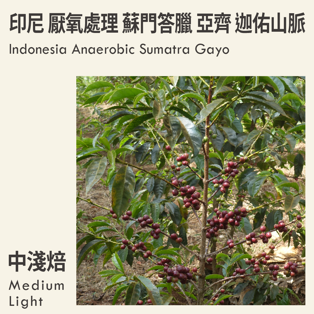 印尼 厭氧處理 蘇門答臘 亞齊 迦佑山脈