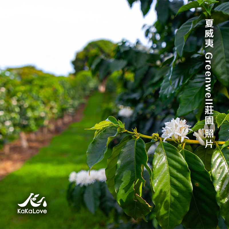 夏威夷 水洗 可娜 Greenwell莊園 鐵比卡 Extra Fancy 0.25磅