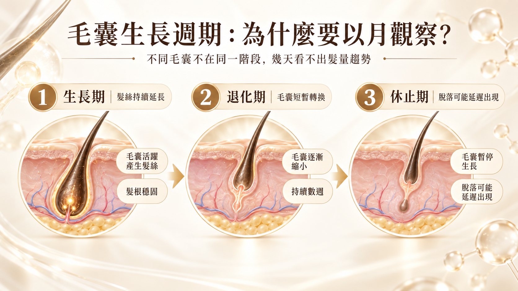 毛囊生長期、退化期與休止期,以及外泌體研究訊號的判讀位置