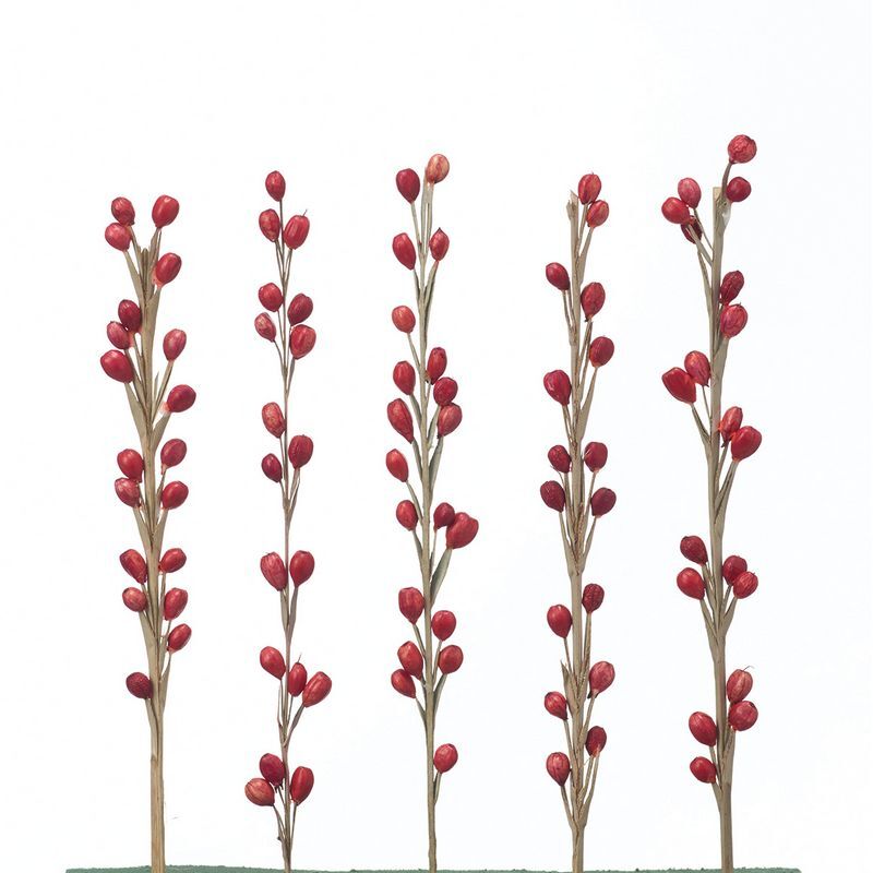 日本粒花插枝 64200-300