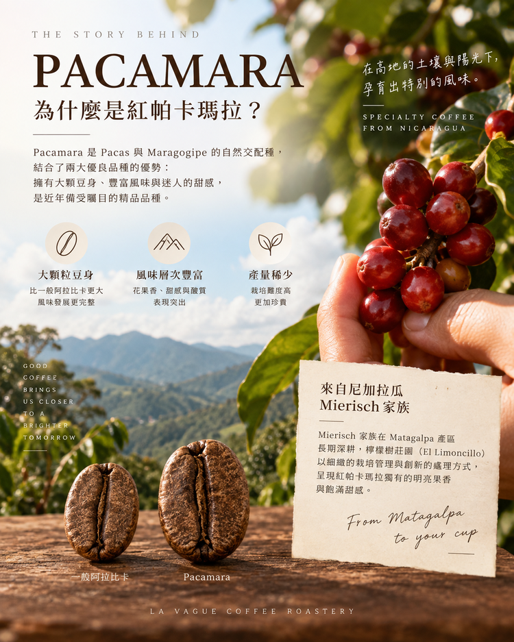 Nicaragua El Limoncillo Red Pacamara｜Light Roast｜227g