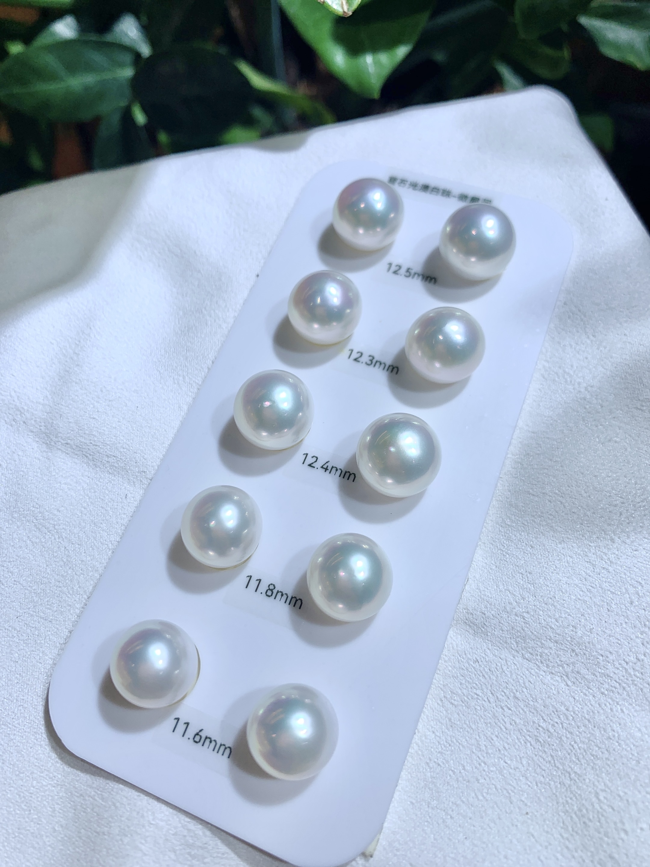Mirror Reflection - Slightly Flattened South Sea White Pearl Earrings