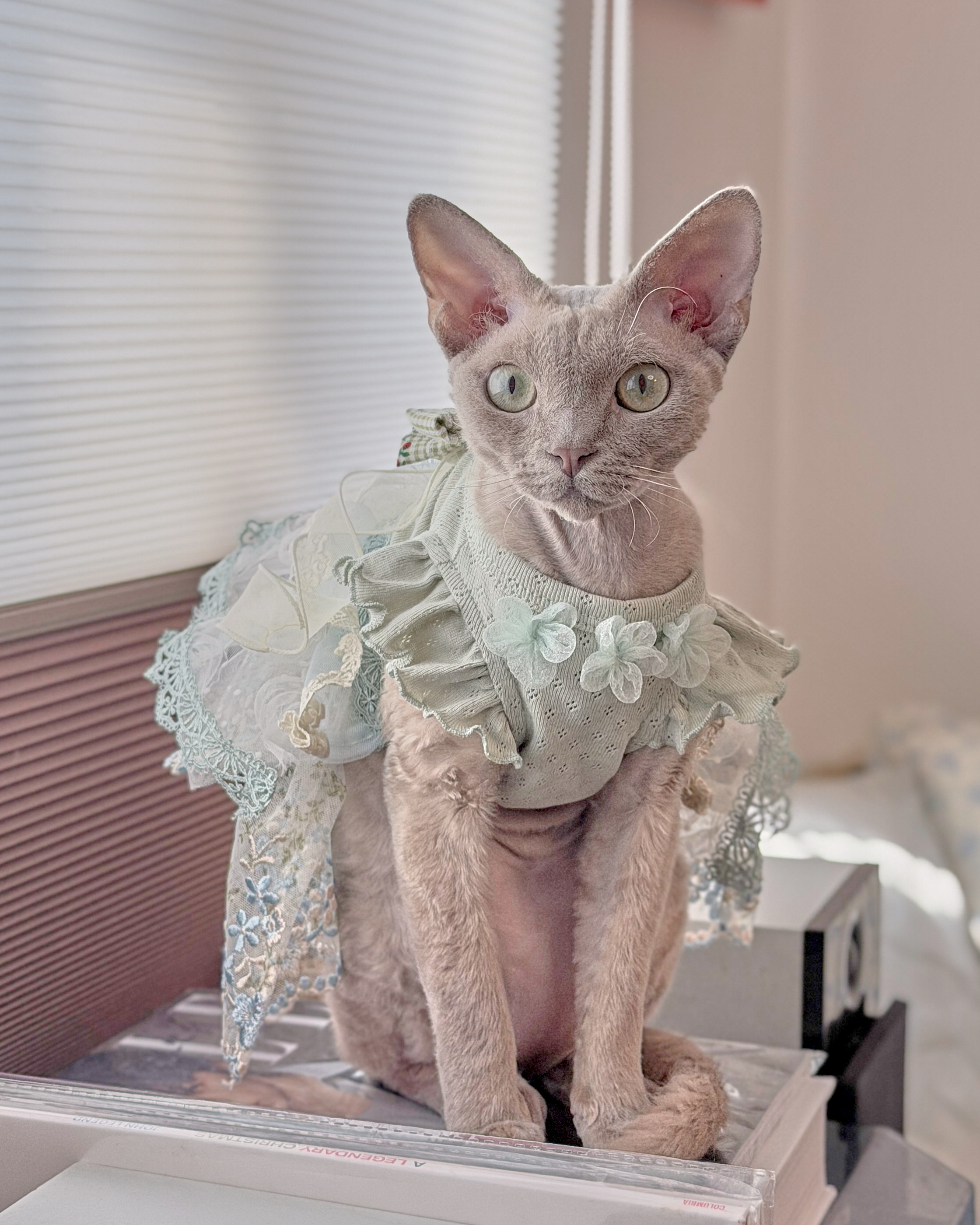 14039 Matching Pet Dress
