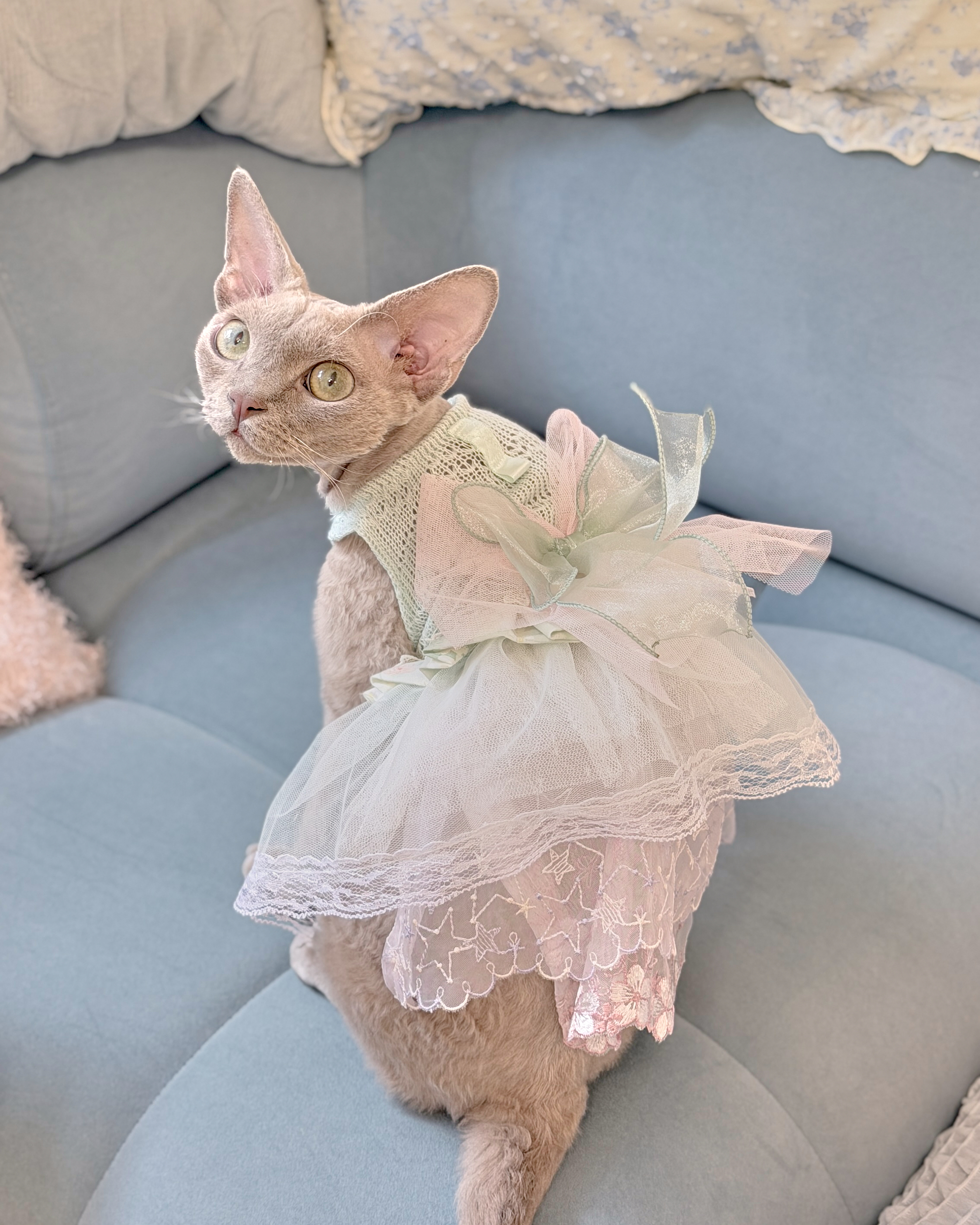14035 Matching Pet Dress