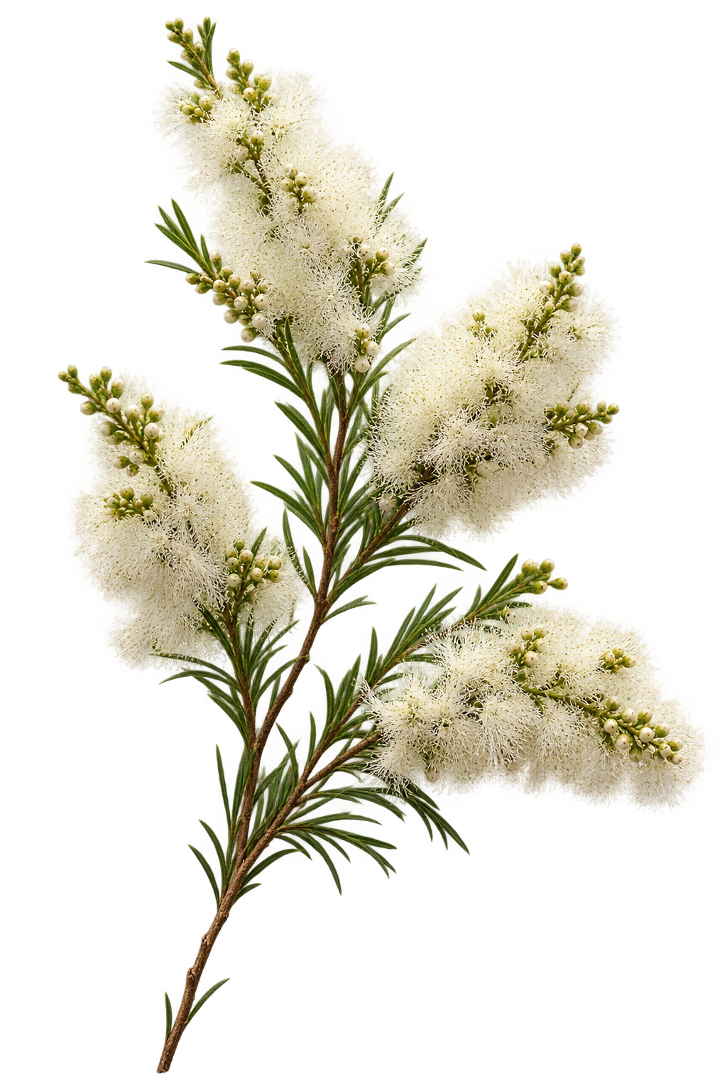 澳洲茶樹的細緻白色花枝