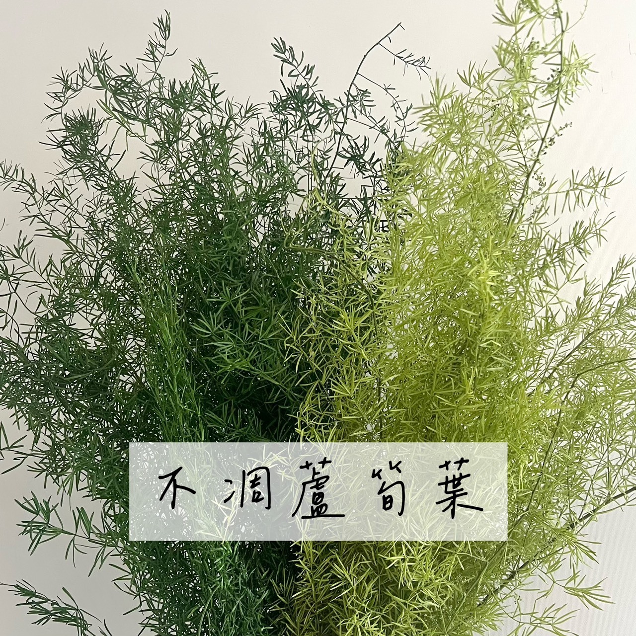 不凋蘆筍葉(天門冬)
