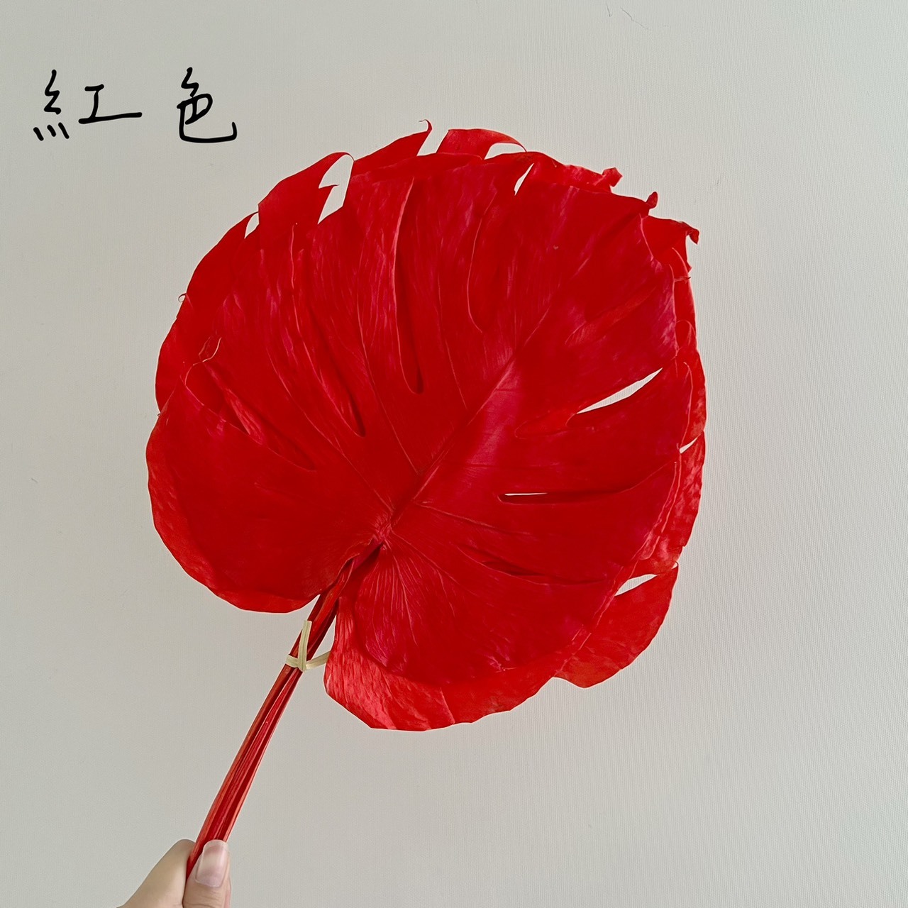 不凋龜背芋