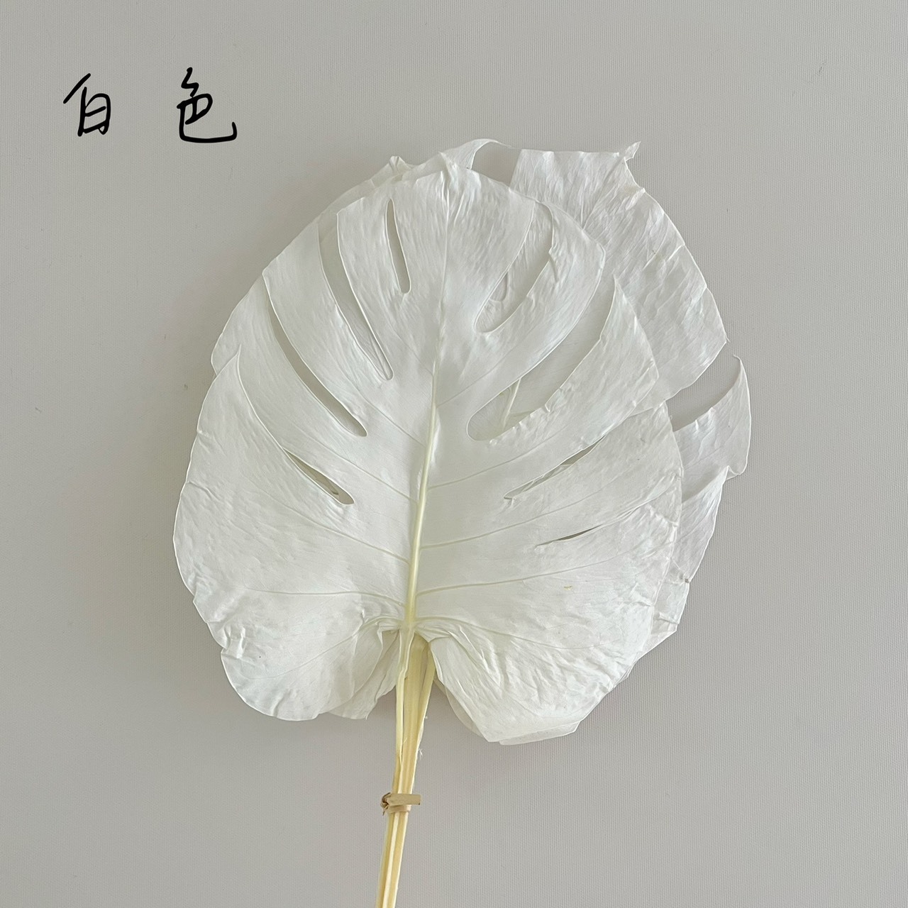 不凋龜背芋