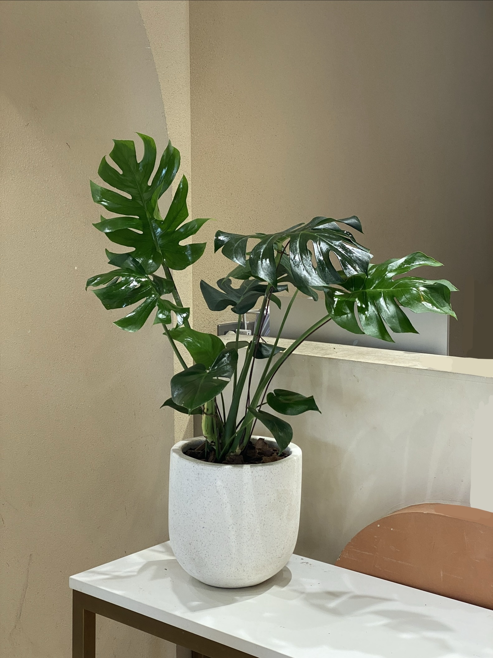 龜背芋綠植-03