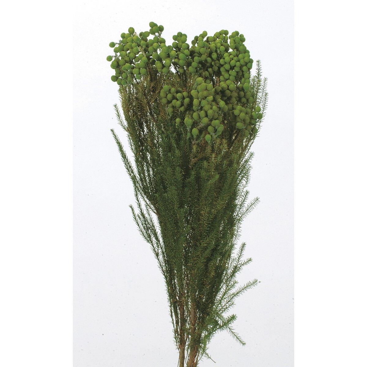日本不凋小綠果03100-700