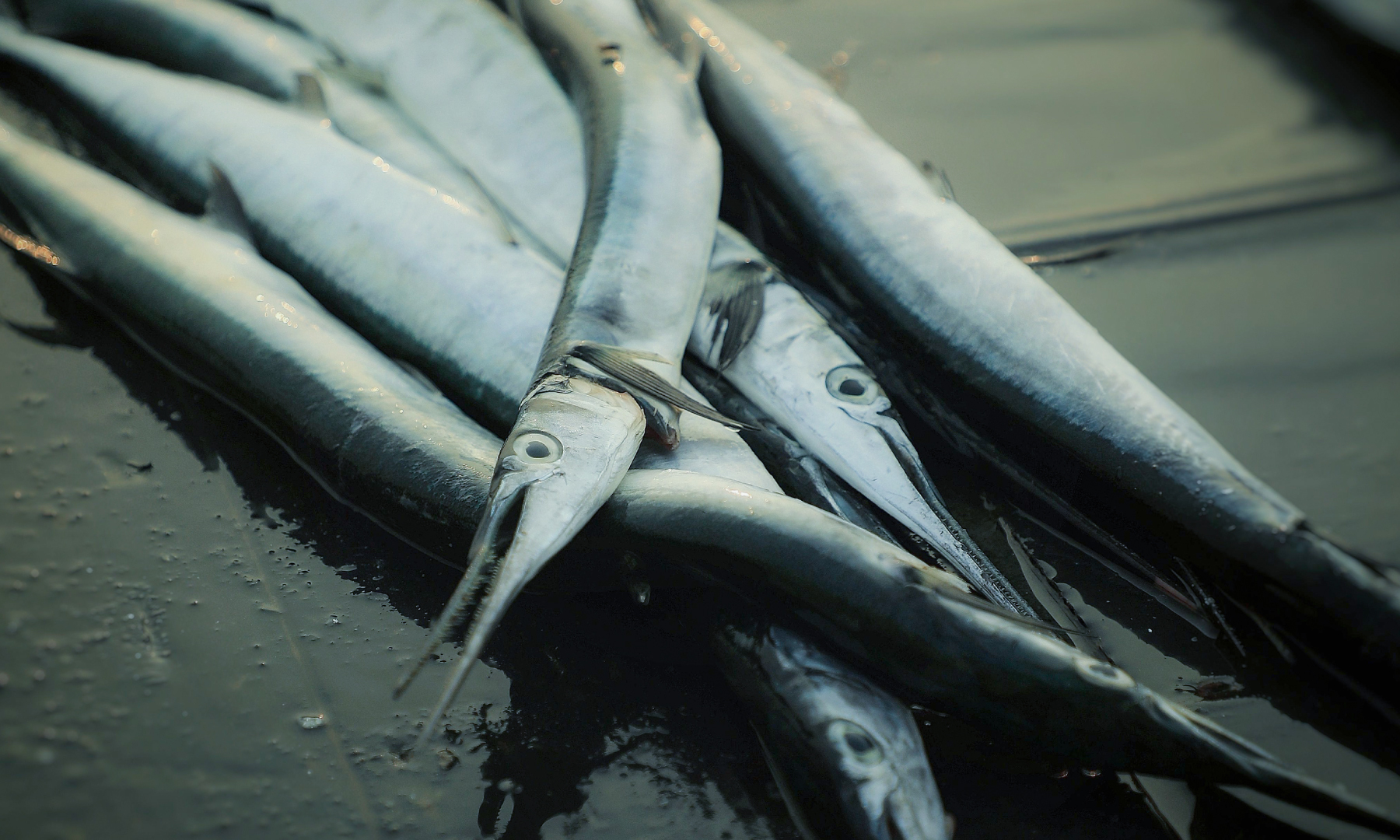 魚類示意圖
