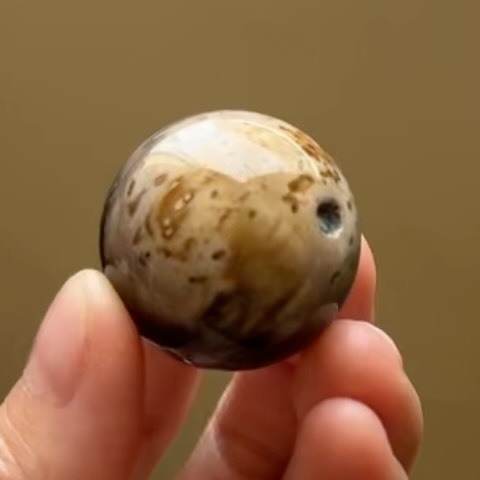 [原石] 棕櫚石 / 木化石 水晶球