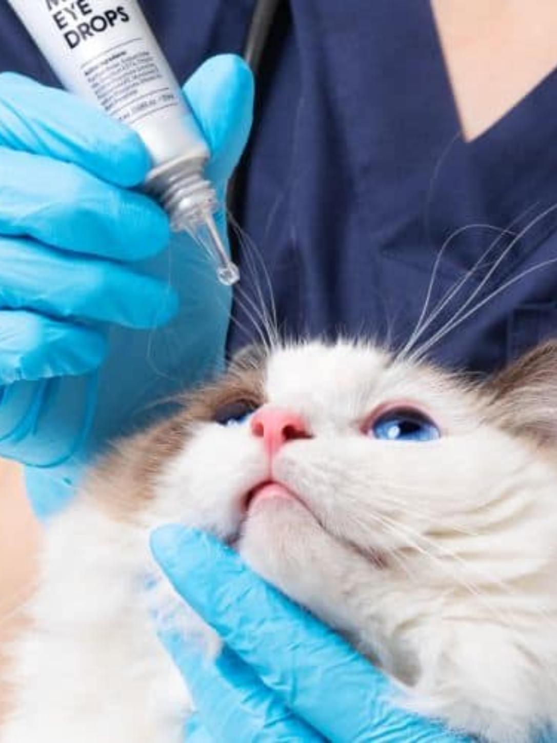 韓國 Yourvet 抗菌消炎寵物眼藥水｜淚痕護理