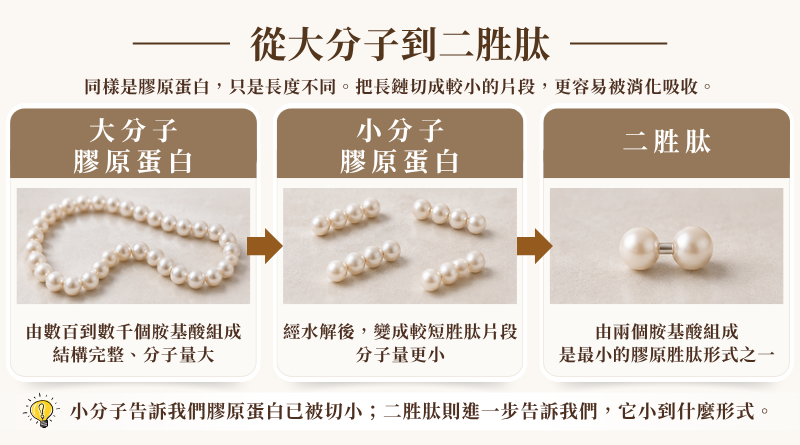 大分子膠原蛋白、小分子膠原胜肽與二胜肽的結構差異示意圖