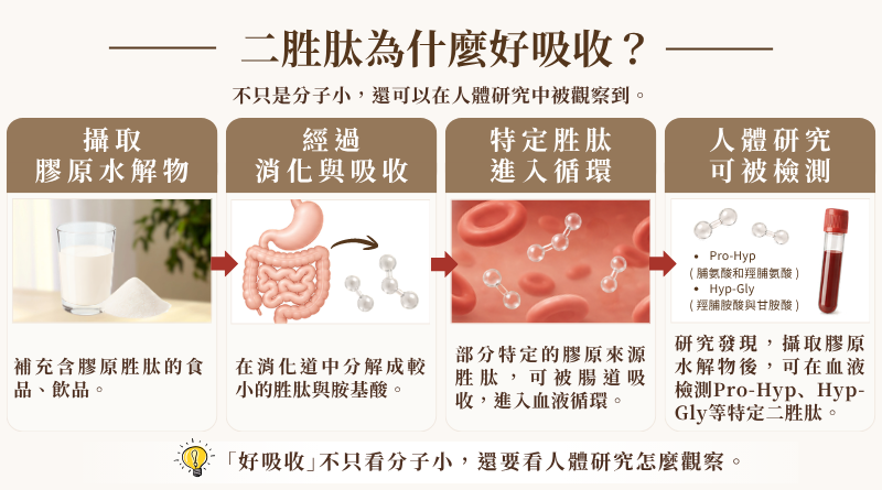 膠原水解物經消化吸收後,特定二胜肽進入循環並可於人體研究中檢測的示意圖