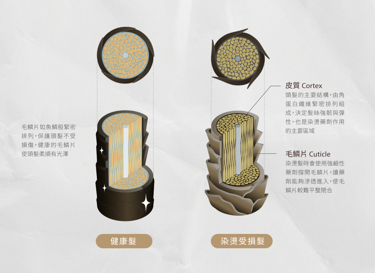 染燙後的結構改變