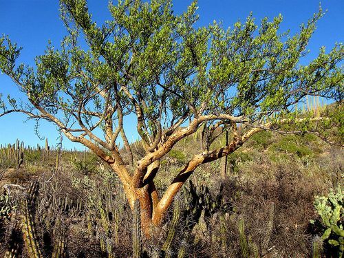 羽葉裂欖 — Bursera microphylla