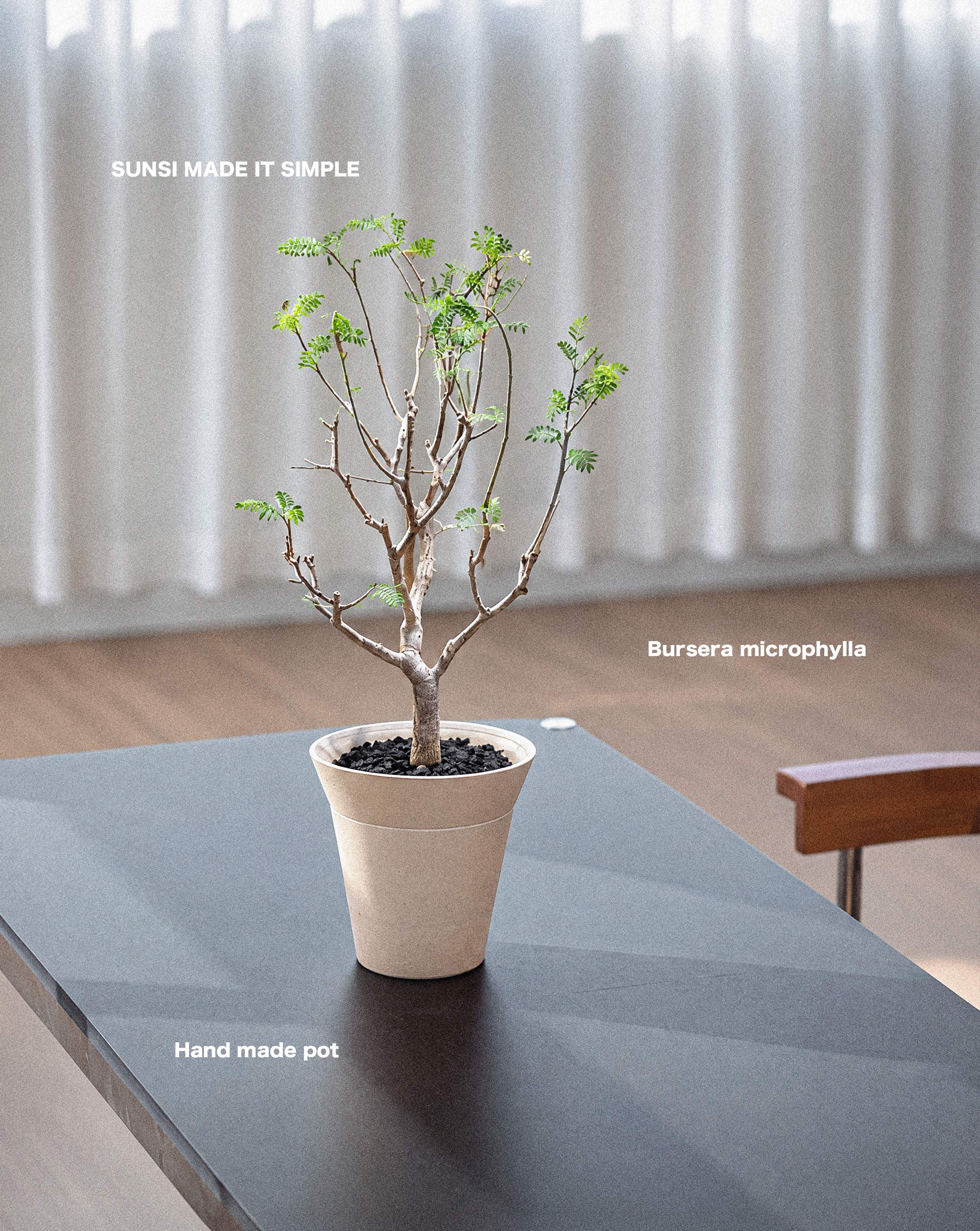 羽葉裂欖 — Bursera microphylla
