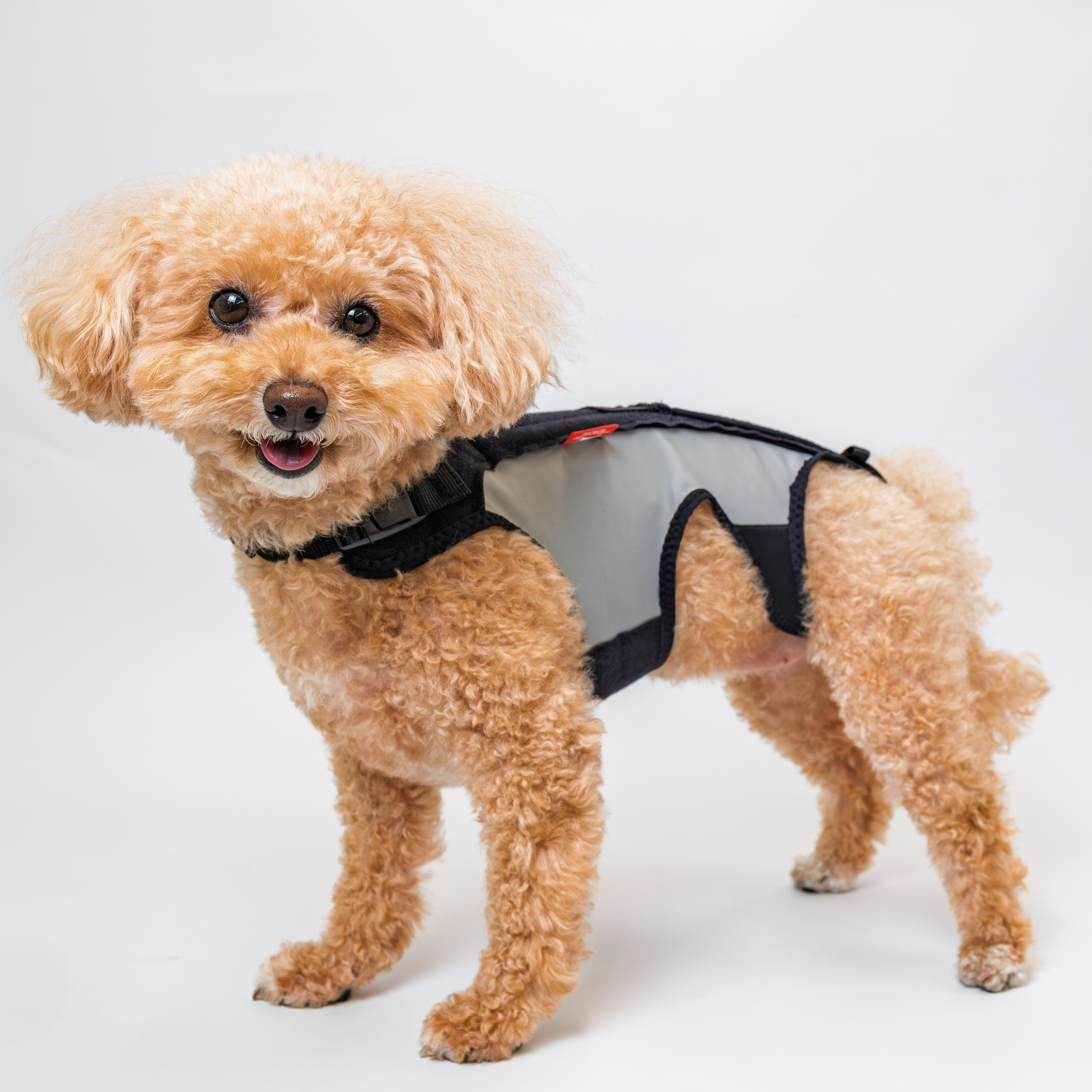 anifull 愛犬護腰-柔軟型-雙色款