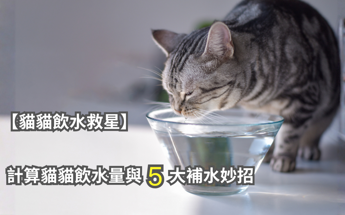 【貓貓飲水救星】教你計算貓貓飲水量與 5 大補水妙招
