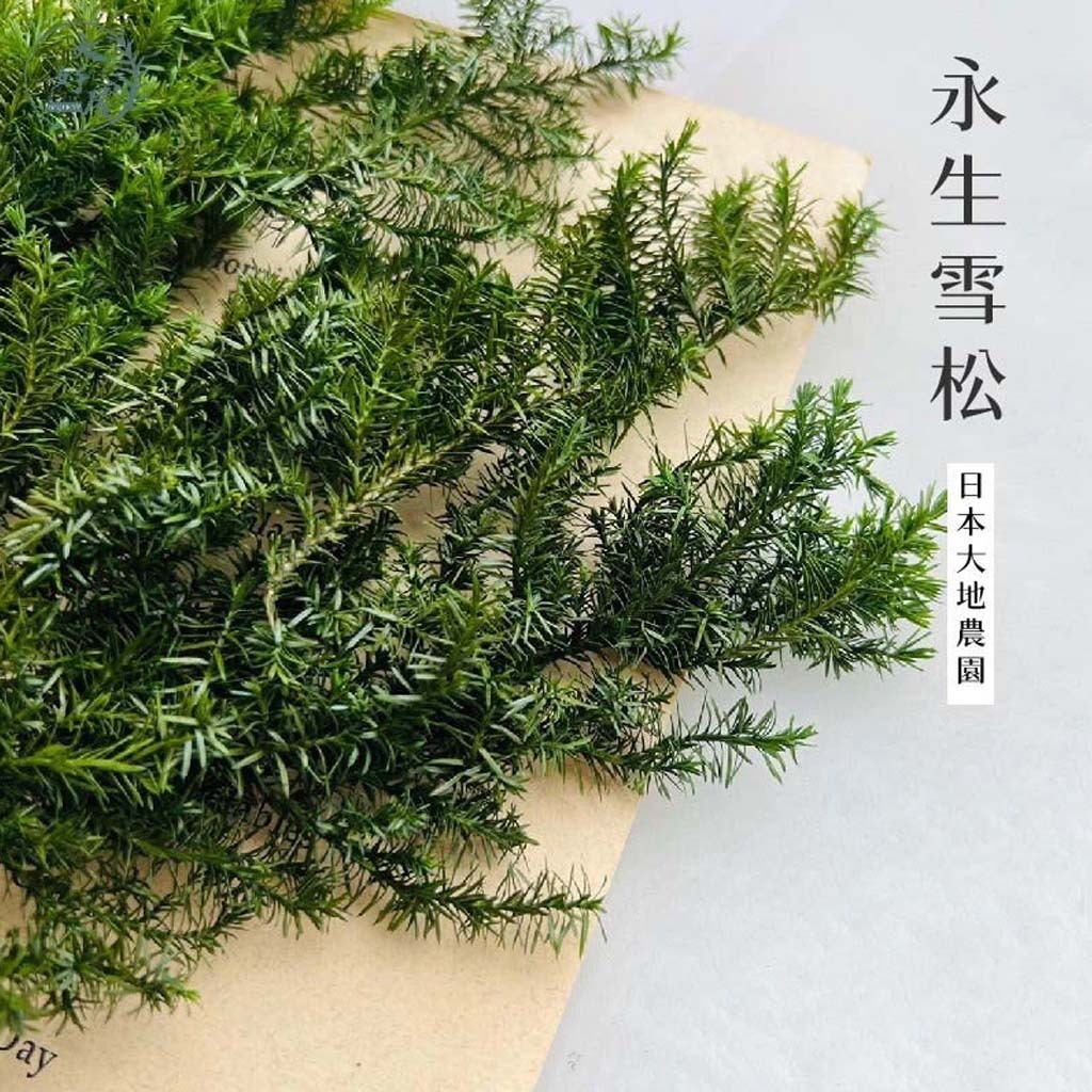 大地農園雪松