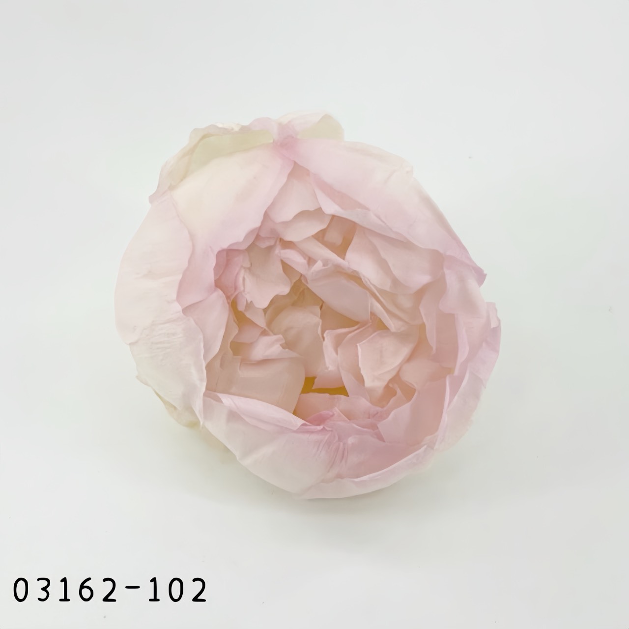 日本不凋芍藥03162-102