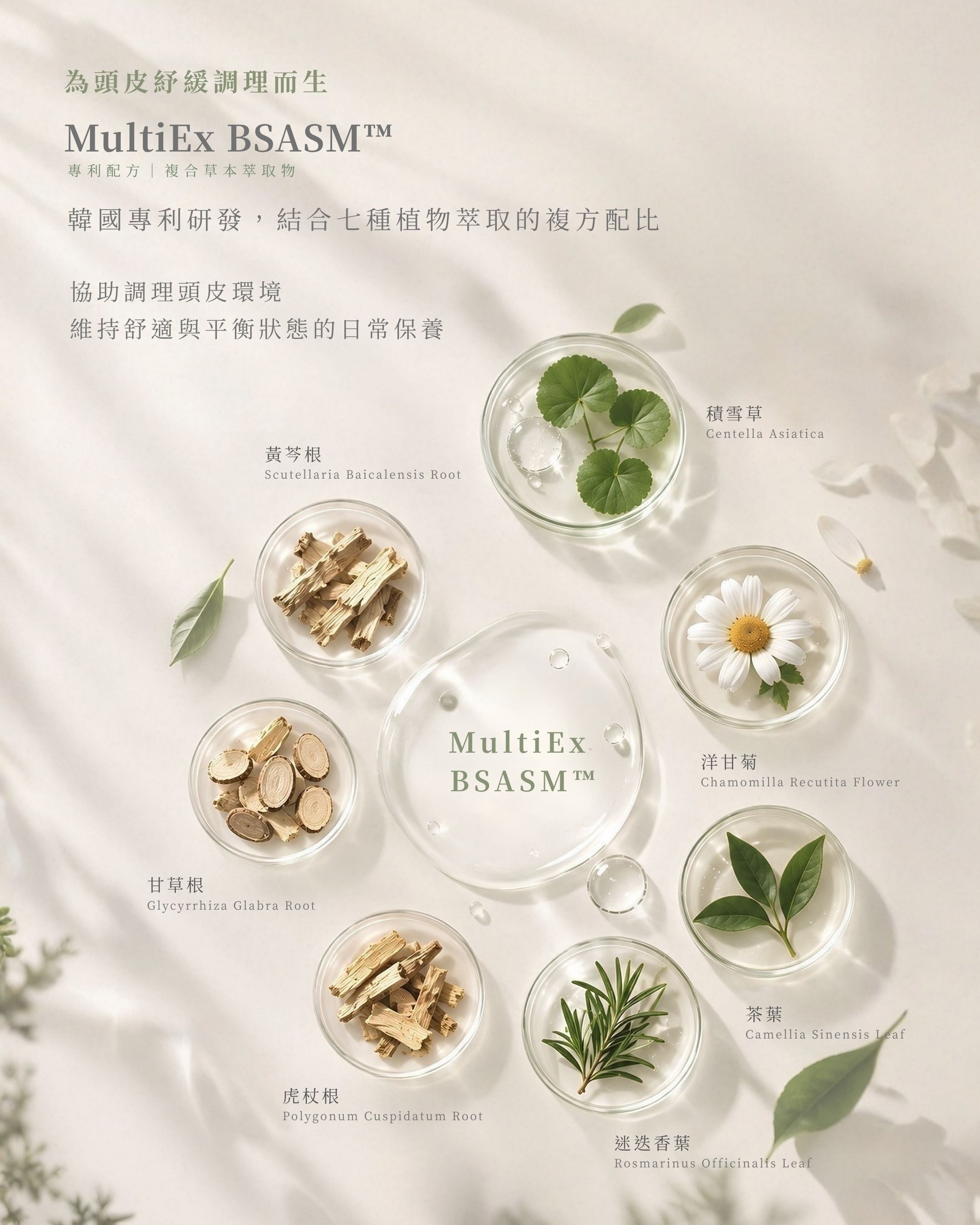 MultiEx BSASM 複方草本萃取示意圖,呈現積雪草、黃芩根、洋甘菊、甘草根、虎杖根、迷迭香與茶葉。