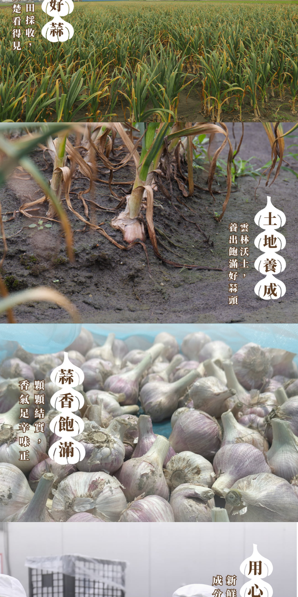 冷凍蒜磚