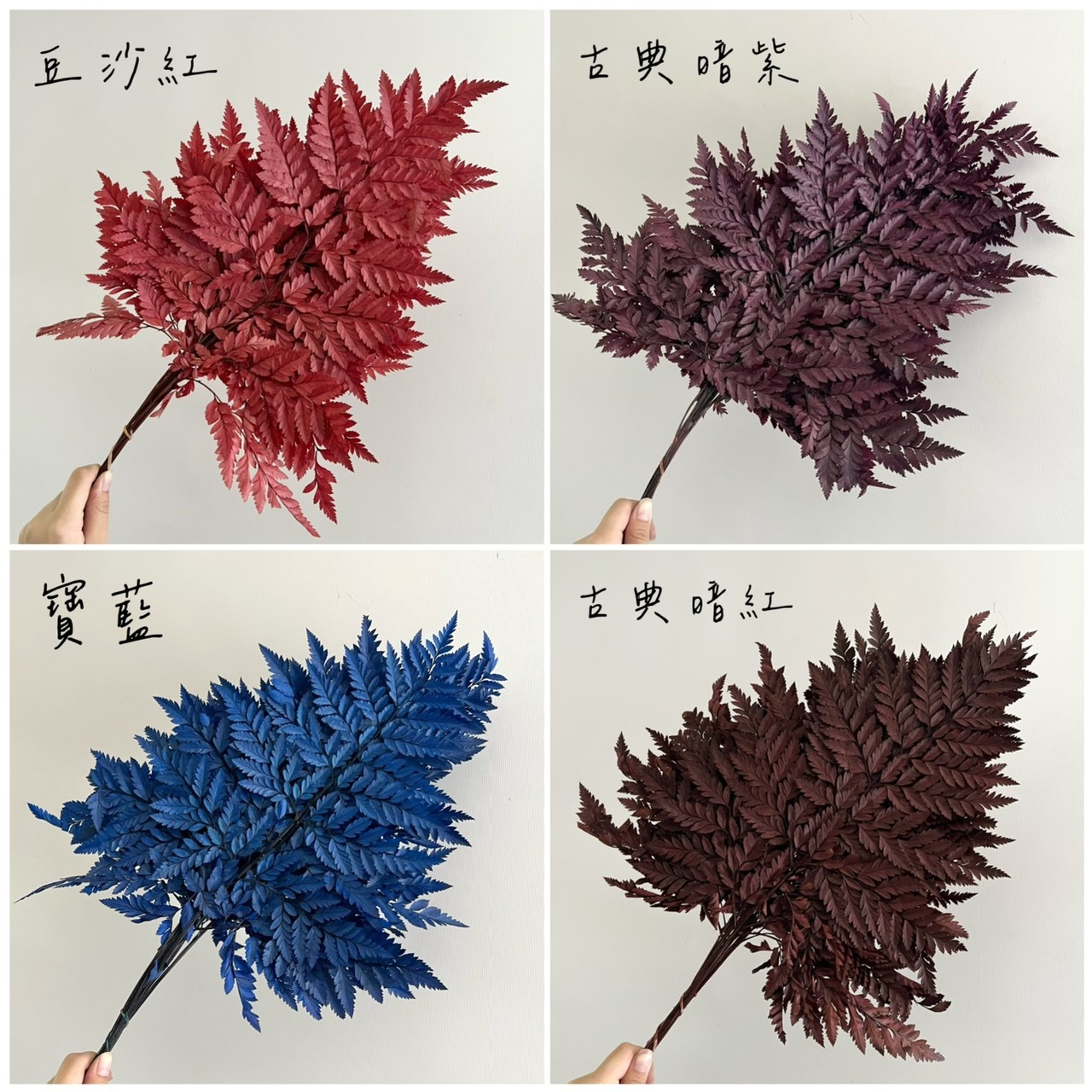 不凋羊齒葉