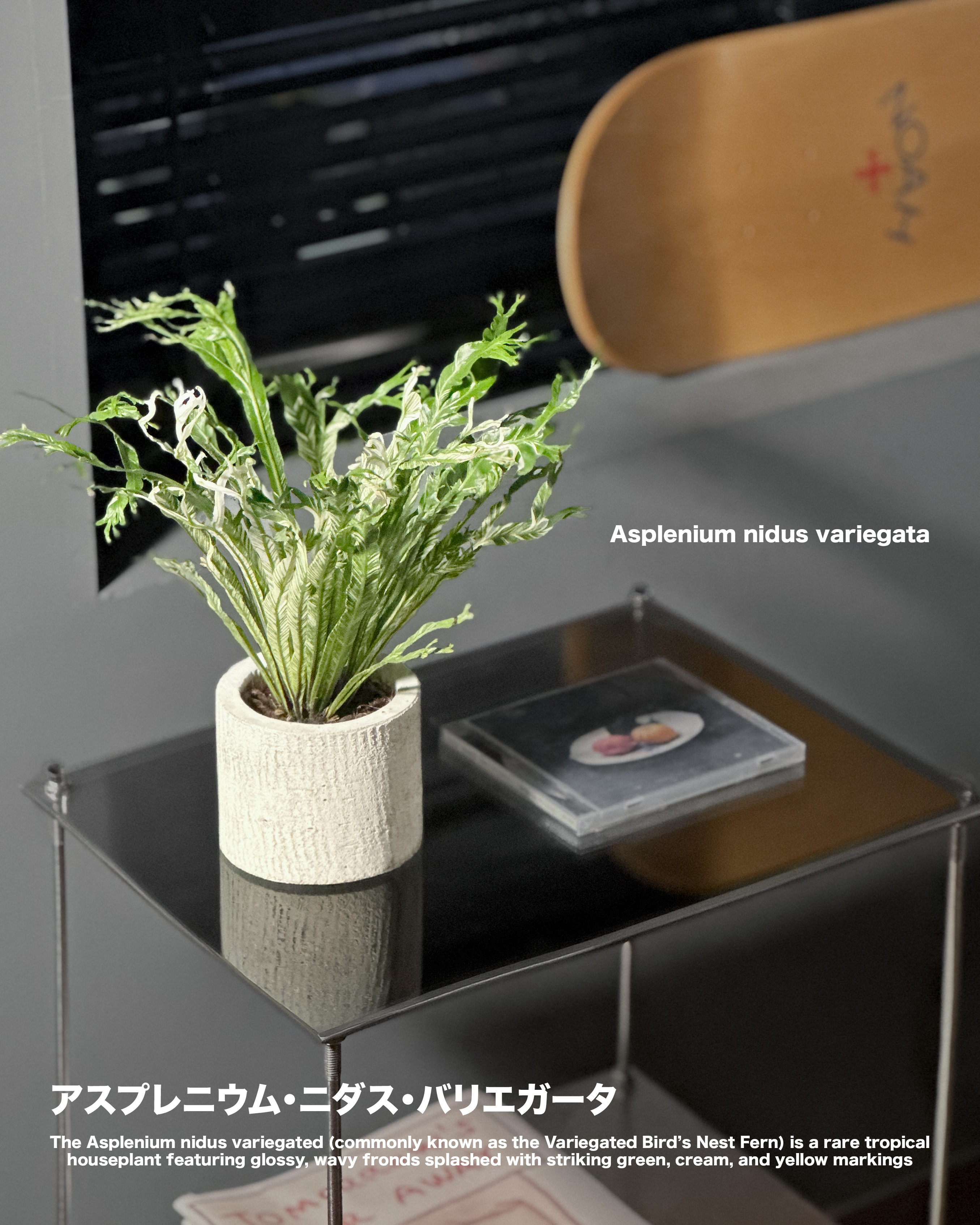 花葉巢蕨 — Asplenium nidus variegated