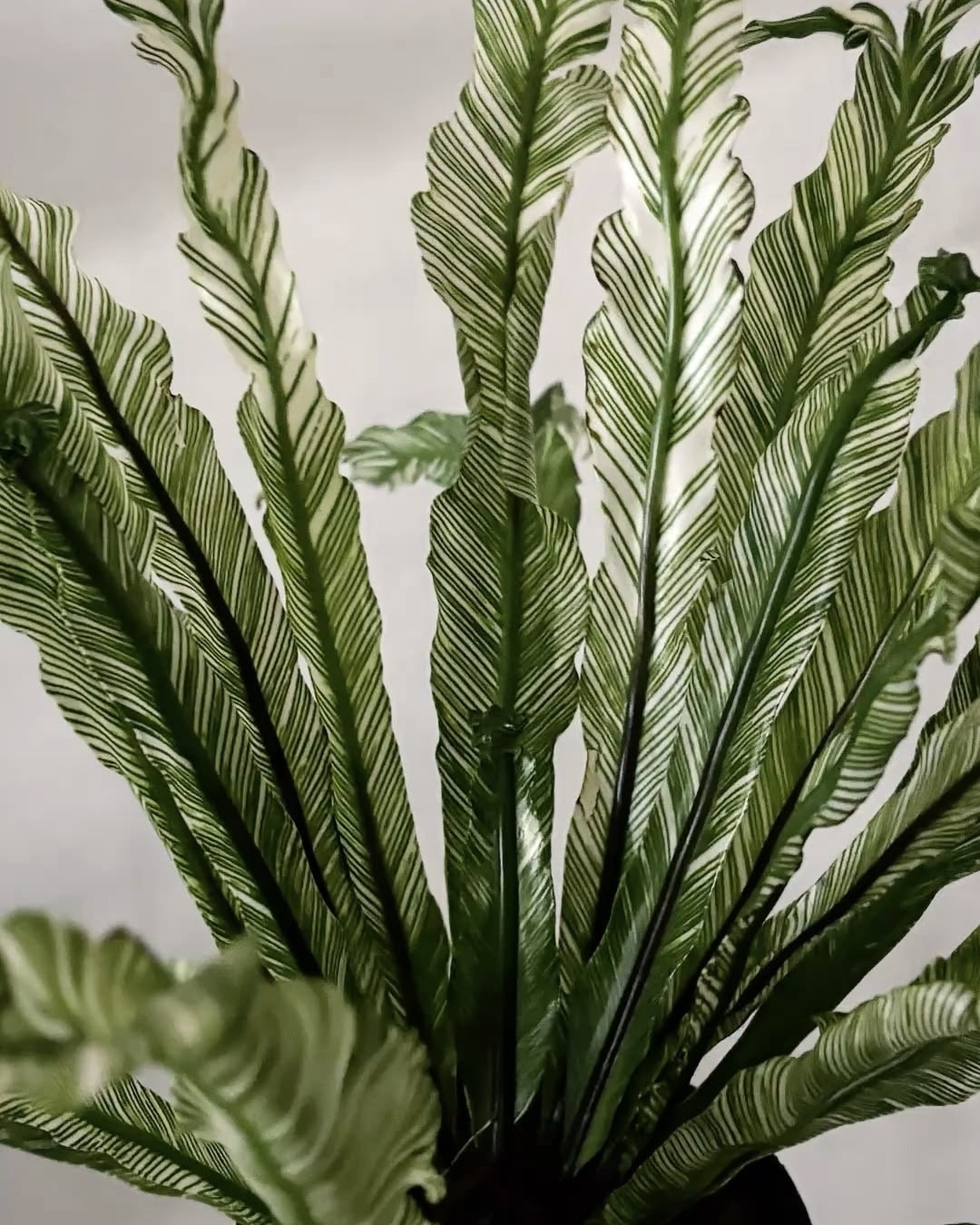 花葉巢蕨 — Asplenium nidus variegated