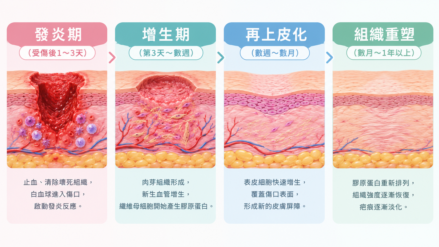 什麼是慢性傷口?為什麼傷口會一直不好?傷口癒合流程