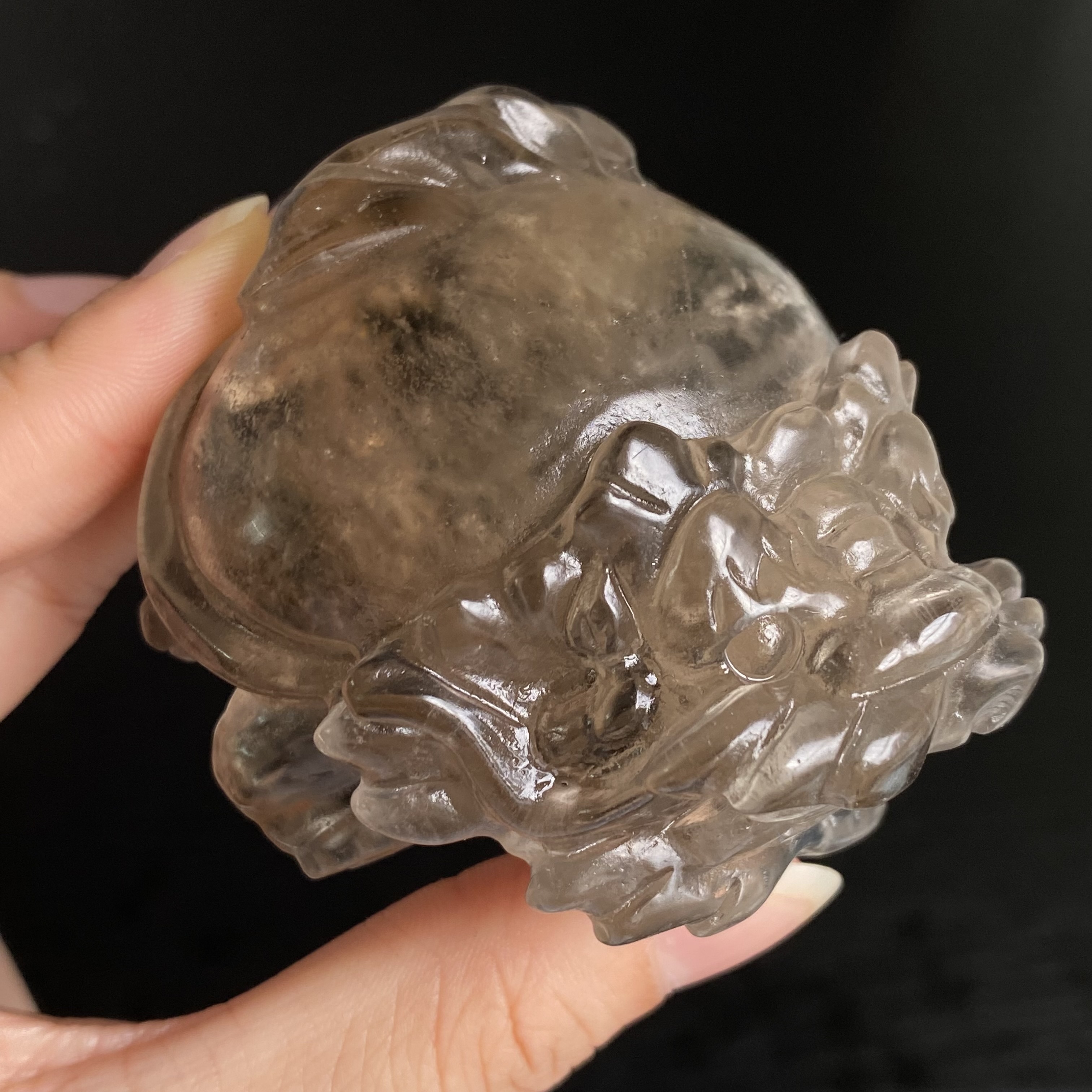 千層白幽龍龜