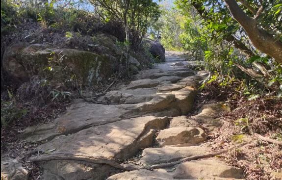 陽光灑落在金面山步道陡峭的岩石步道上，周圍綠意環繞，展現出親山健行的原始自然風貌。