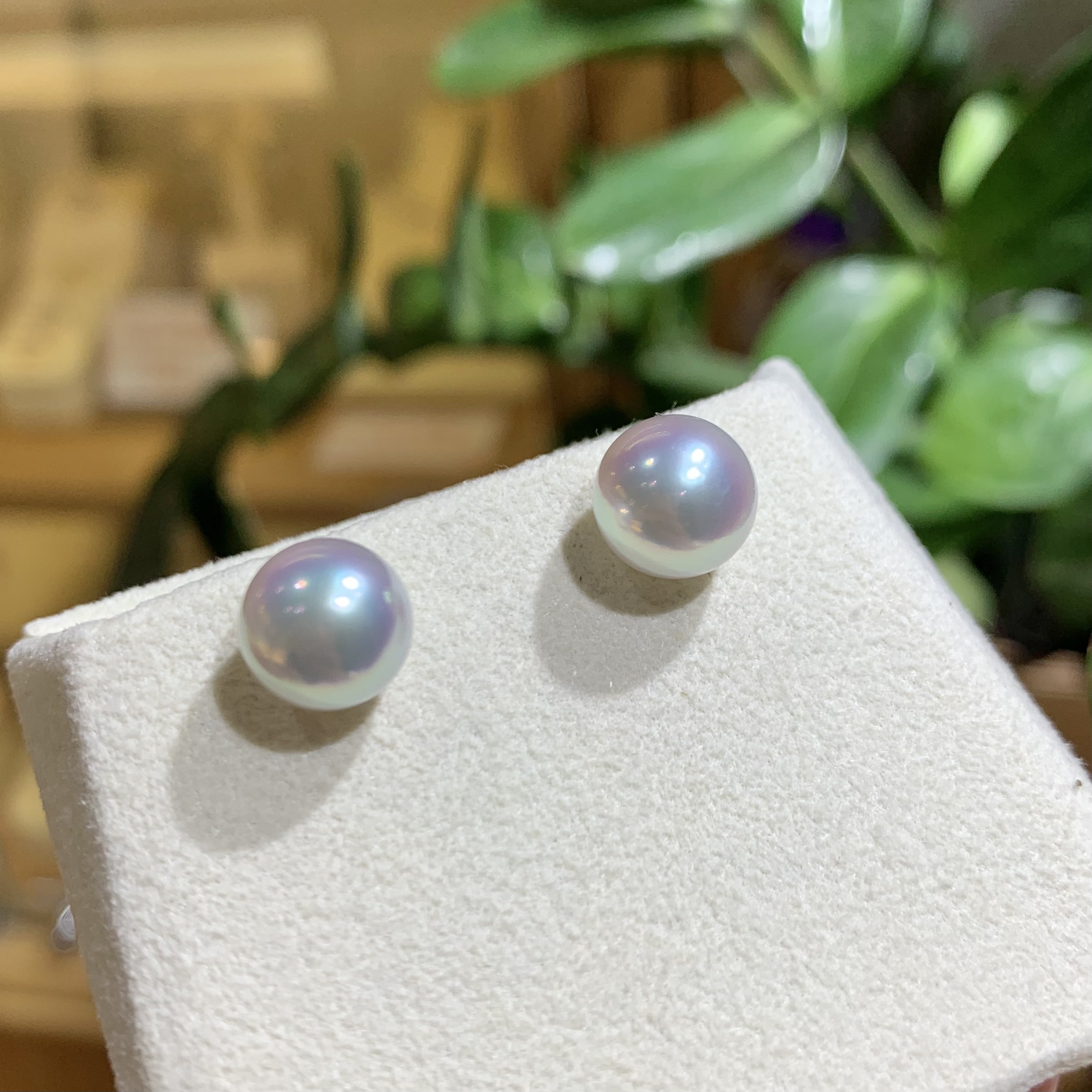 寶石級光輝-稀有大尺寸天然銀藍Akoya珍珠18K金耳釘 (9-9.5mm)