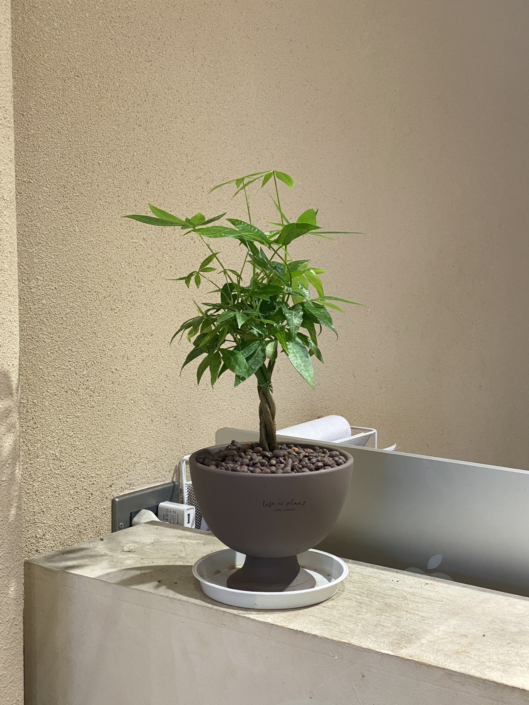 馬拉巴栗（發財樹）＊僅限自取