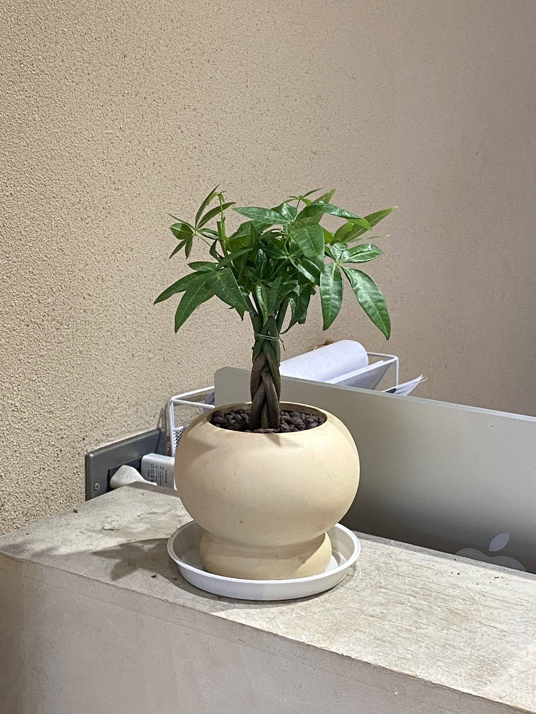 馬拉巴栗（發財樹）＊僅限自取