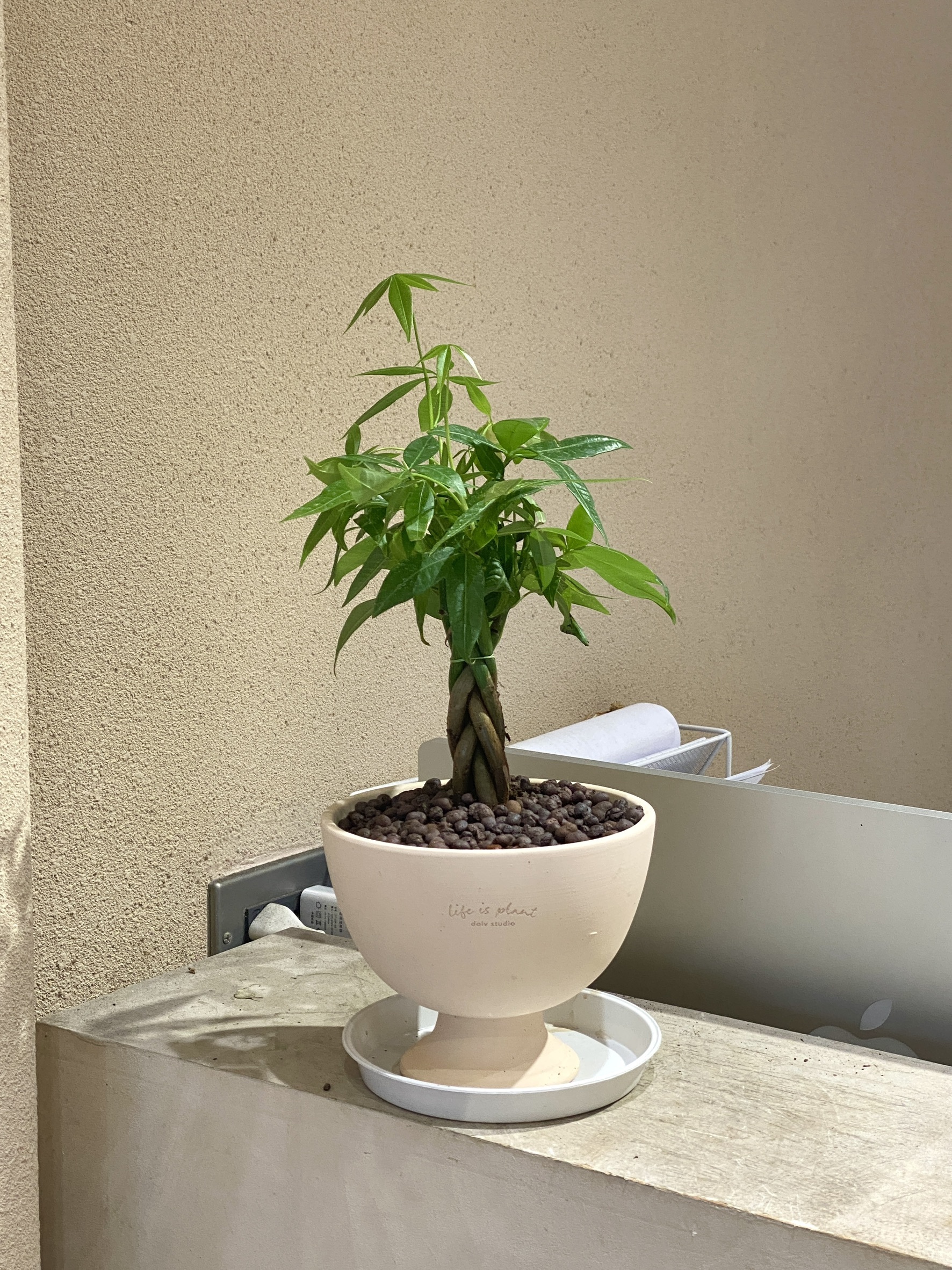 馬拉巴栗（發財樹）＊僅限自取