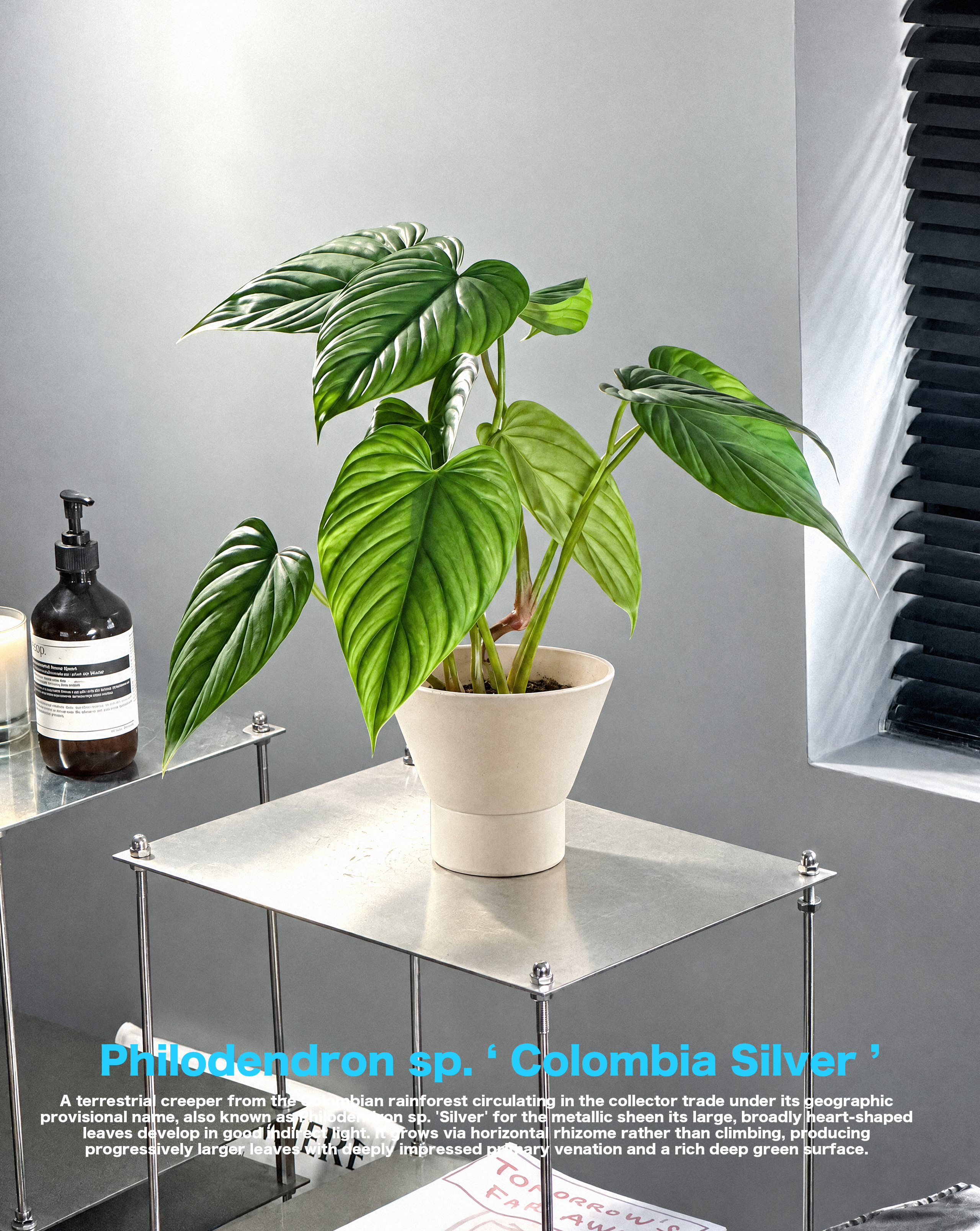 Philodendron sp Colombia Silver
