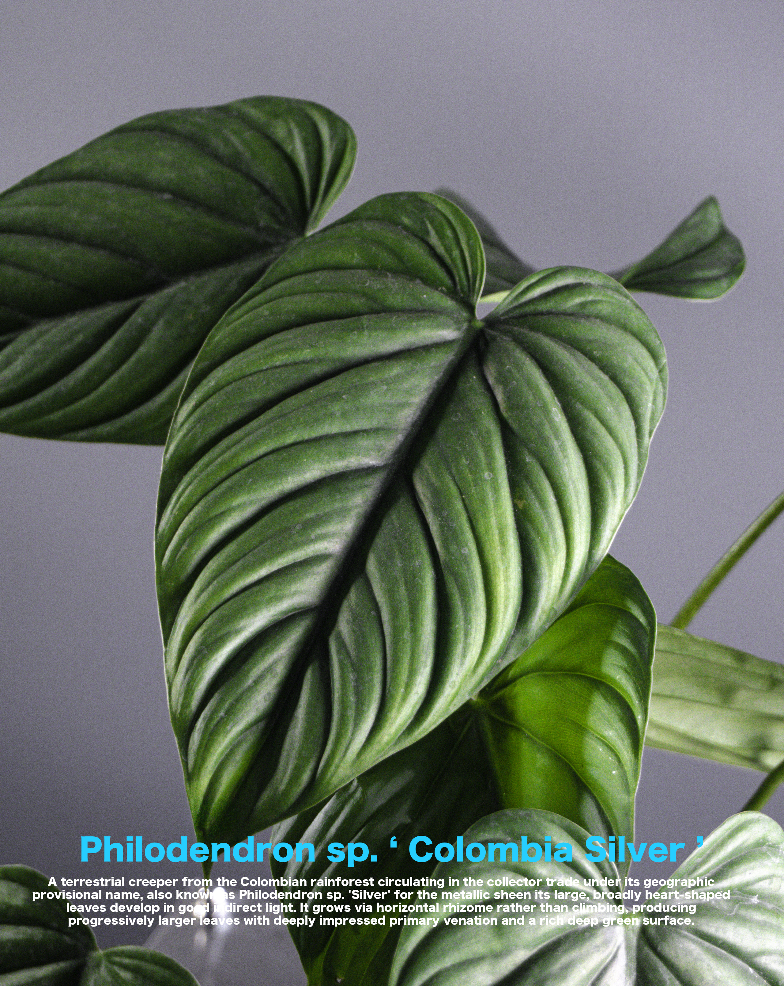 Philodendron sp Colombia Silver