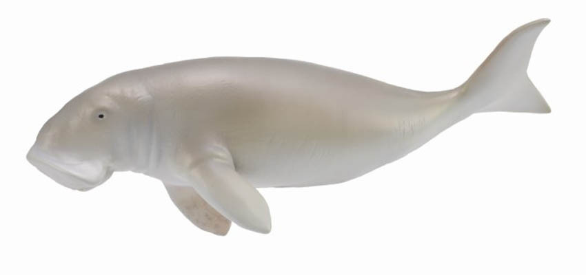 【永曄】collectA 儒艮~英國高擬真模型-R88766