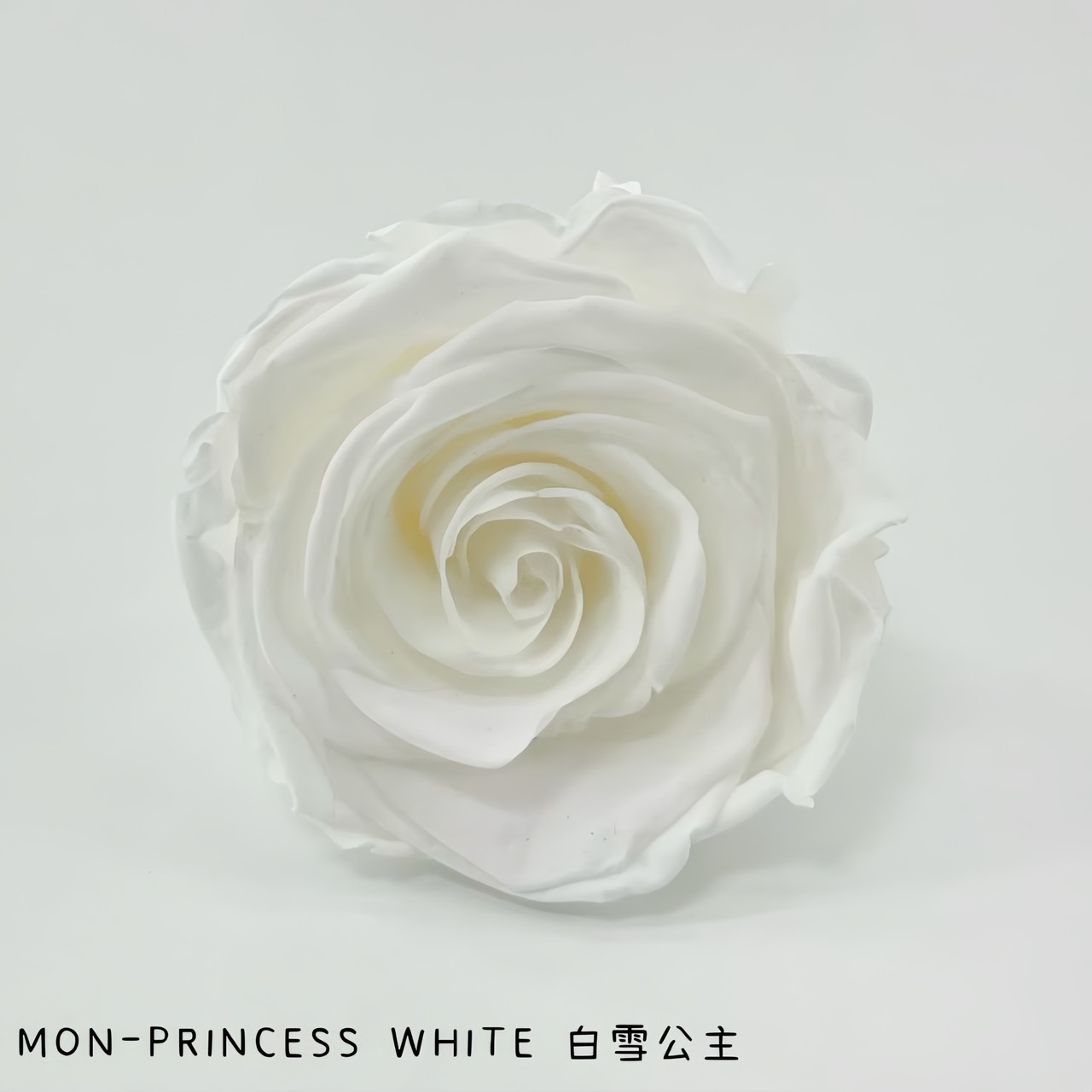 哥倫比亞 VERMEILLE-MON(X3朵) 白雪公主