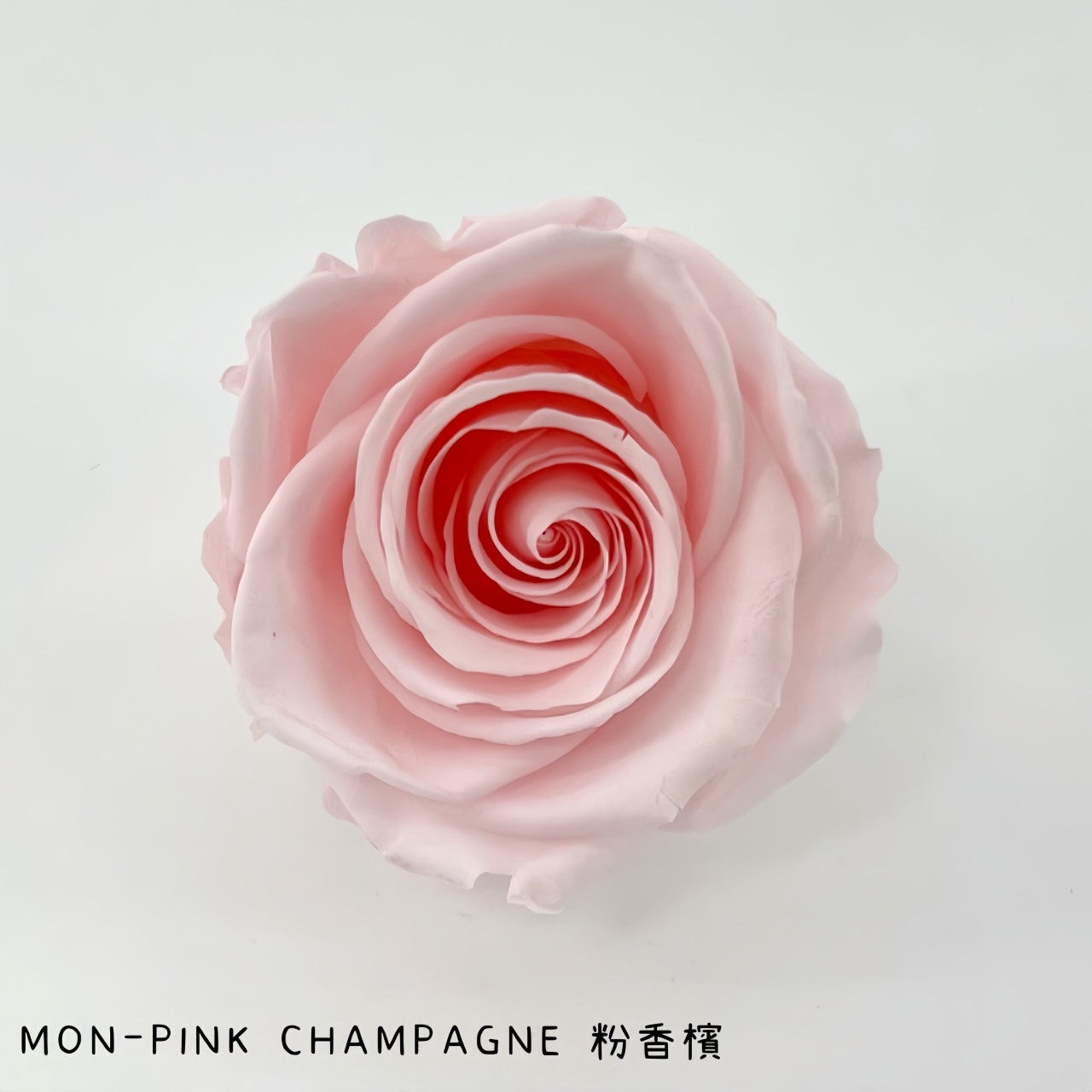 哥倫比亞 VERMEILLE-MON(X3朵) 粉香檳
