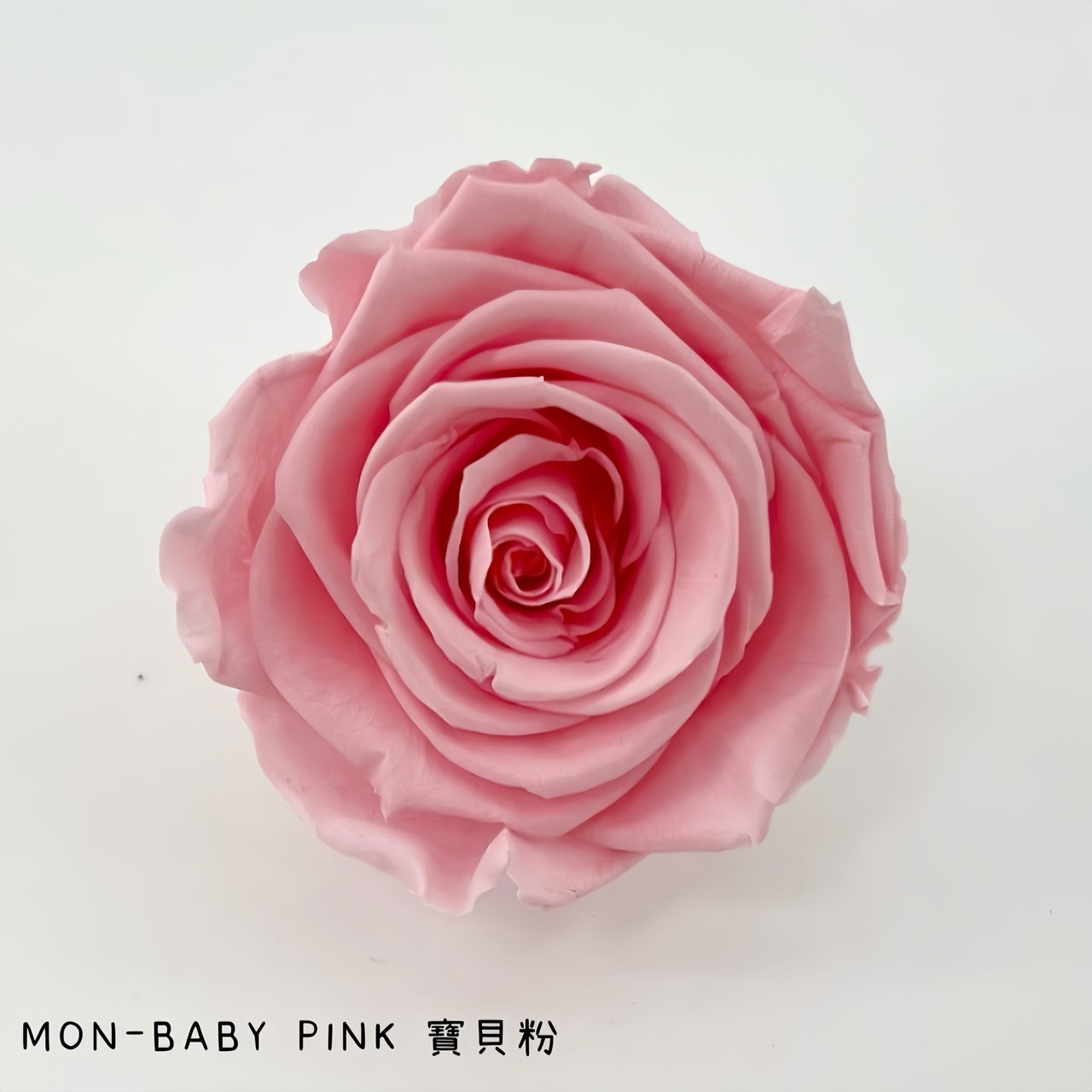 哥倫比亞 VERMEILLE-MON(X3朵) 寶貝粉
