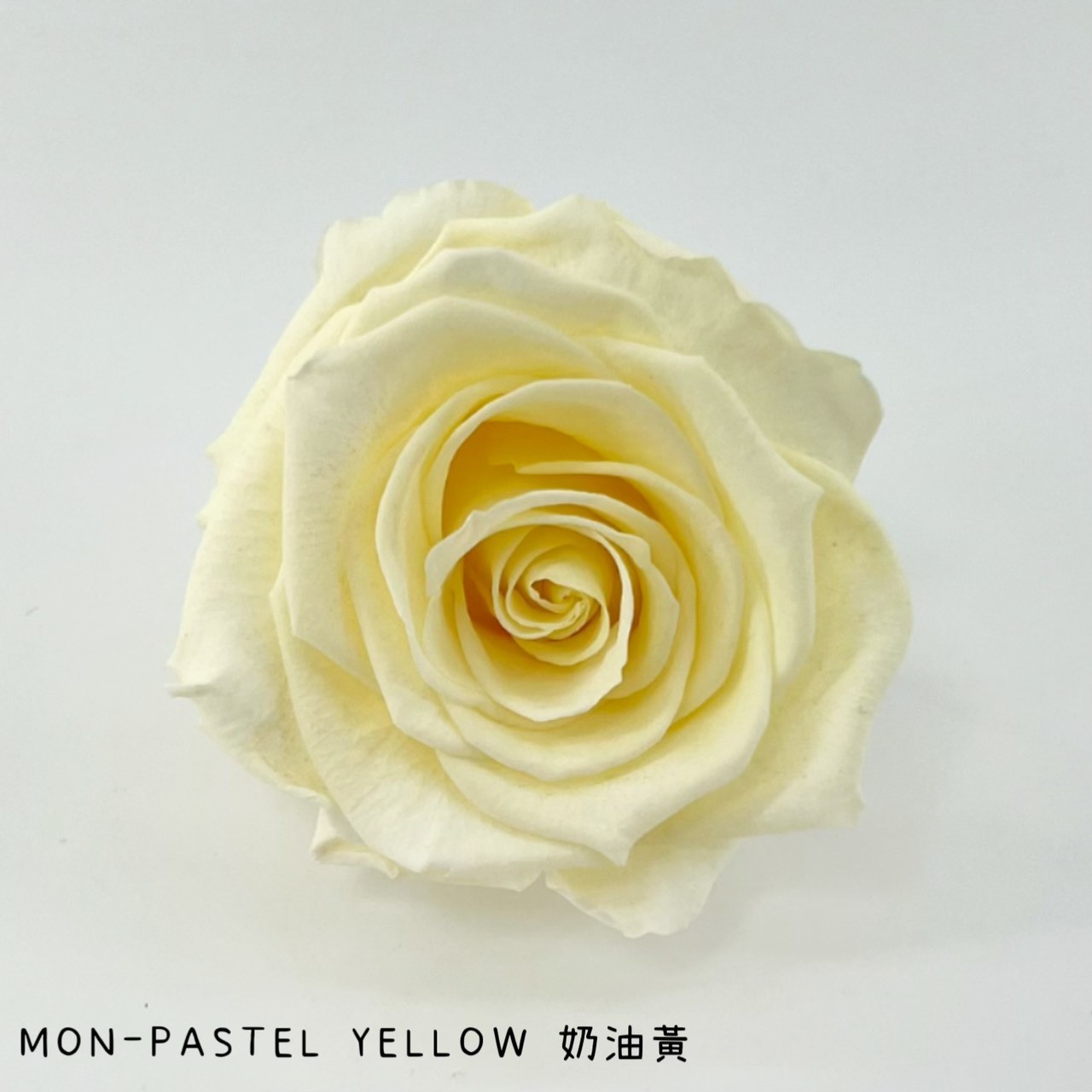 哥倫比亞 VERMEILLE-MON(X3朵) 奶油黃